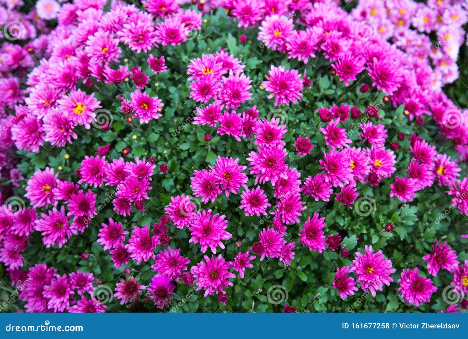 Bouquet Background Chrysanthemum Flowers Bright Pink with Green Leaves ...