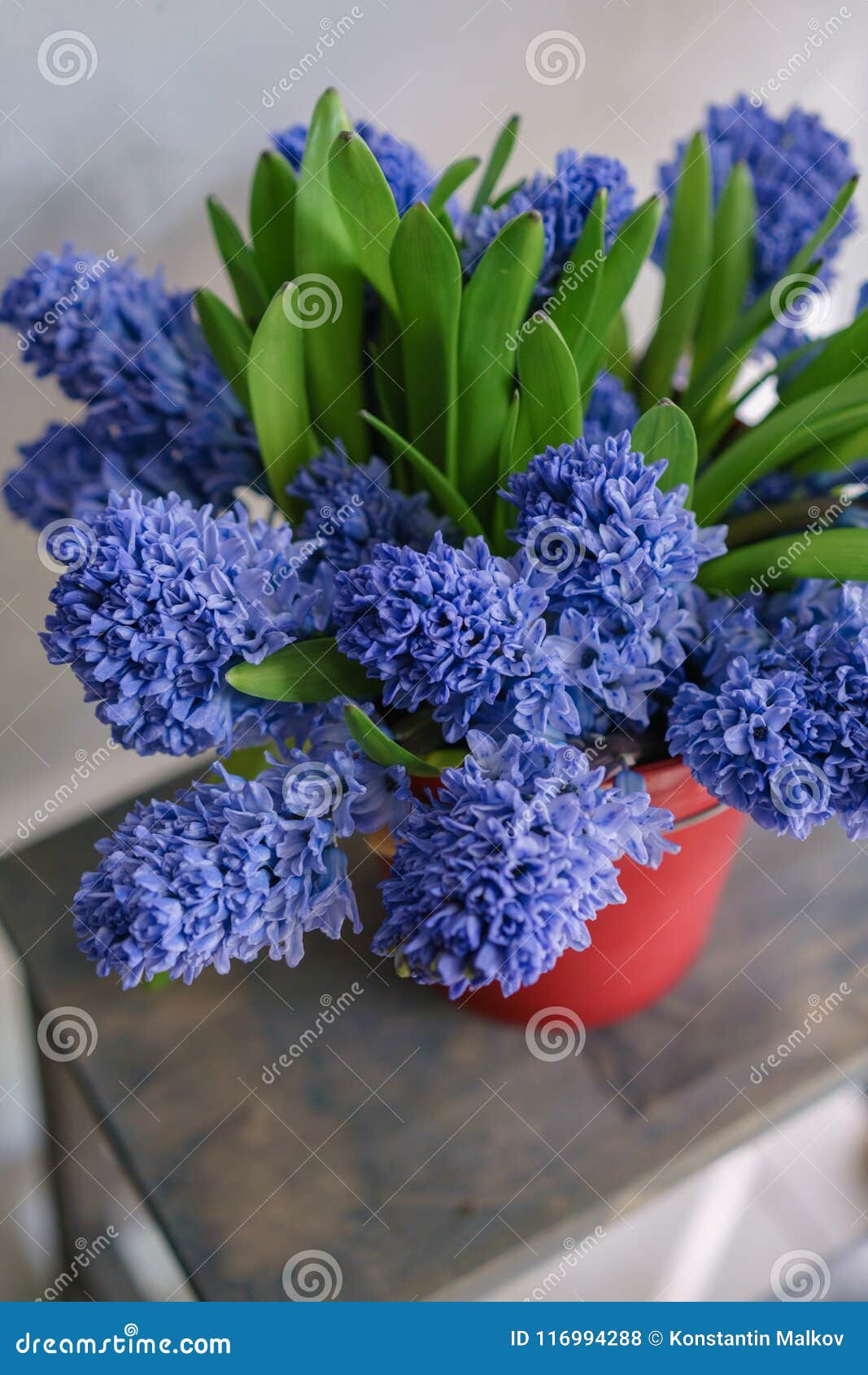 Blue Hyacinth in Red Bouquet Blue Hyacinth in Red Bouquet