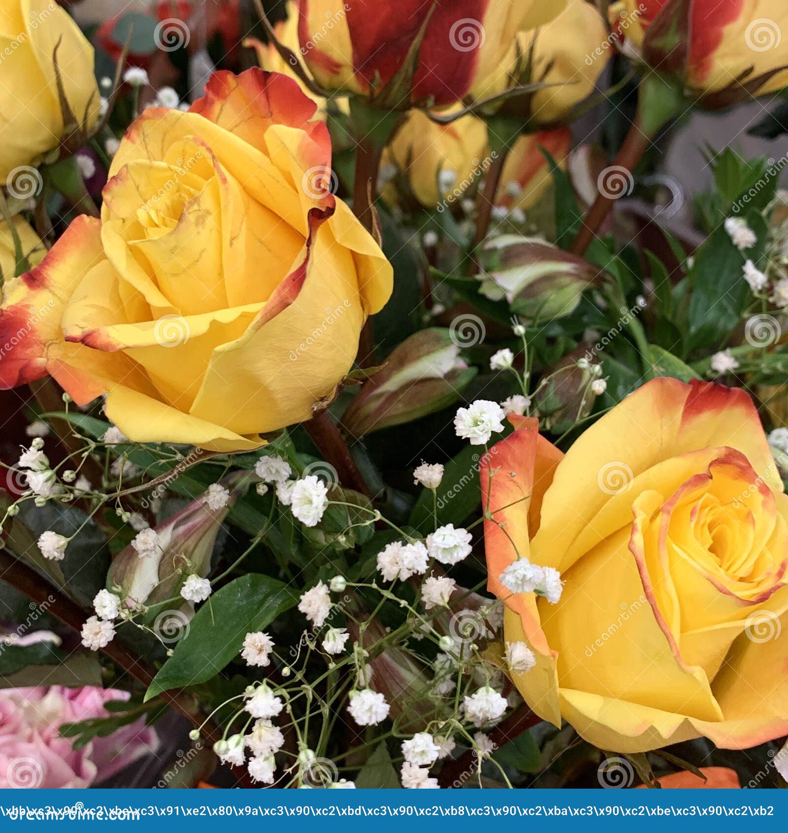 A Bouquet of Beautiful Roses. Flowers in a Bouquet Stock Photo Image