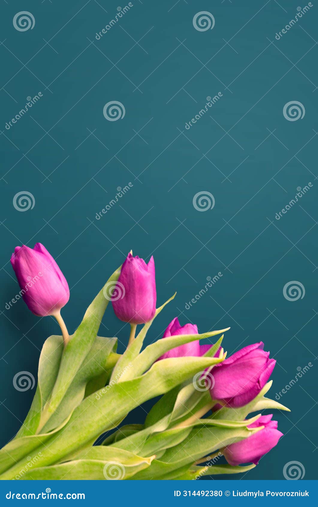 Bouquet of Beautiful Tulips on Wooden Background. Tulips on Old Boards ...