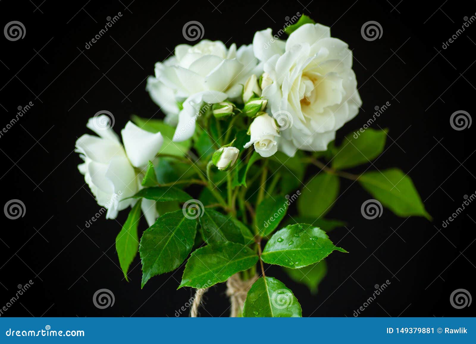 Black White Roses Border Design Stock Images Download 257 Royalty