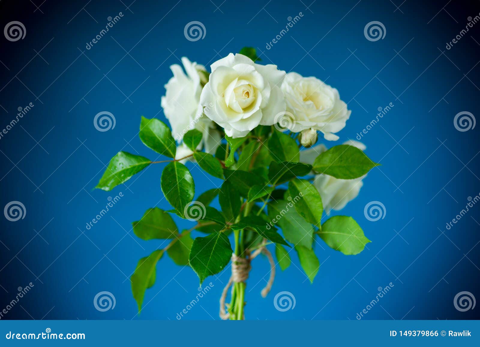 Bouquet of Beautiful White Roses on a Blue Stock Photo Image of fresh
