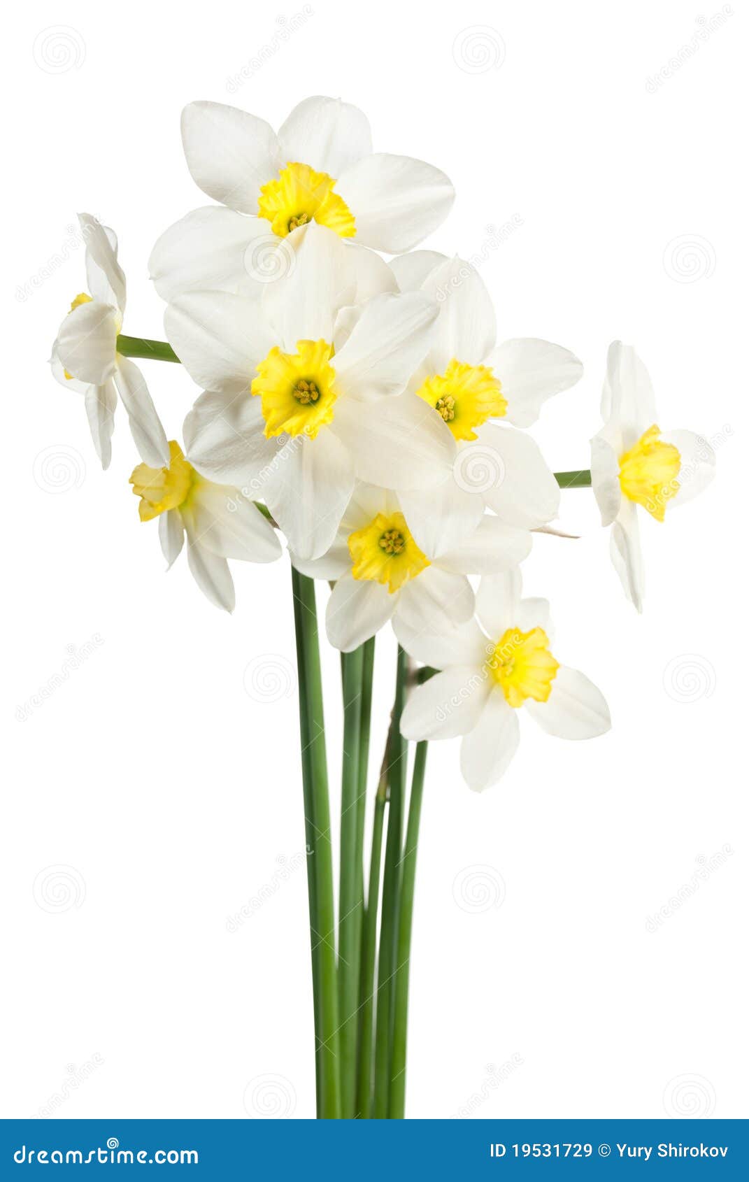 Bouquet blanc de narcisse image stock. Image du accroissement - 19531729