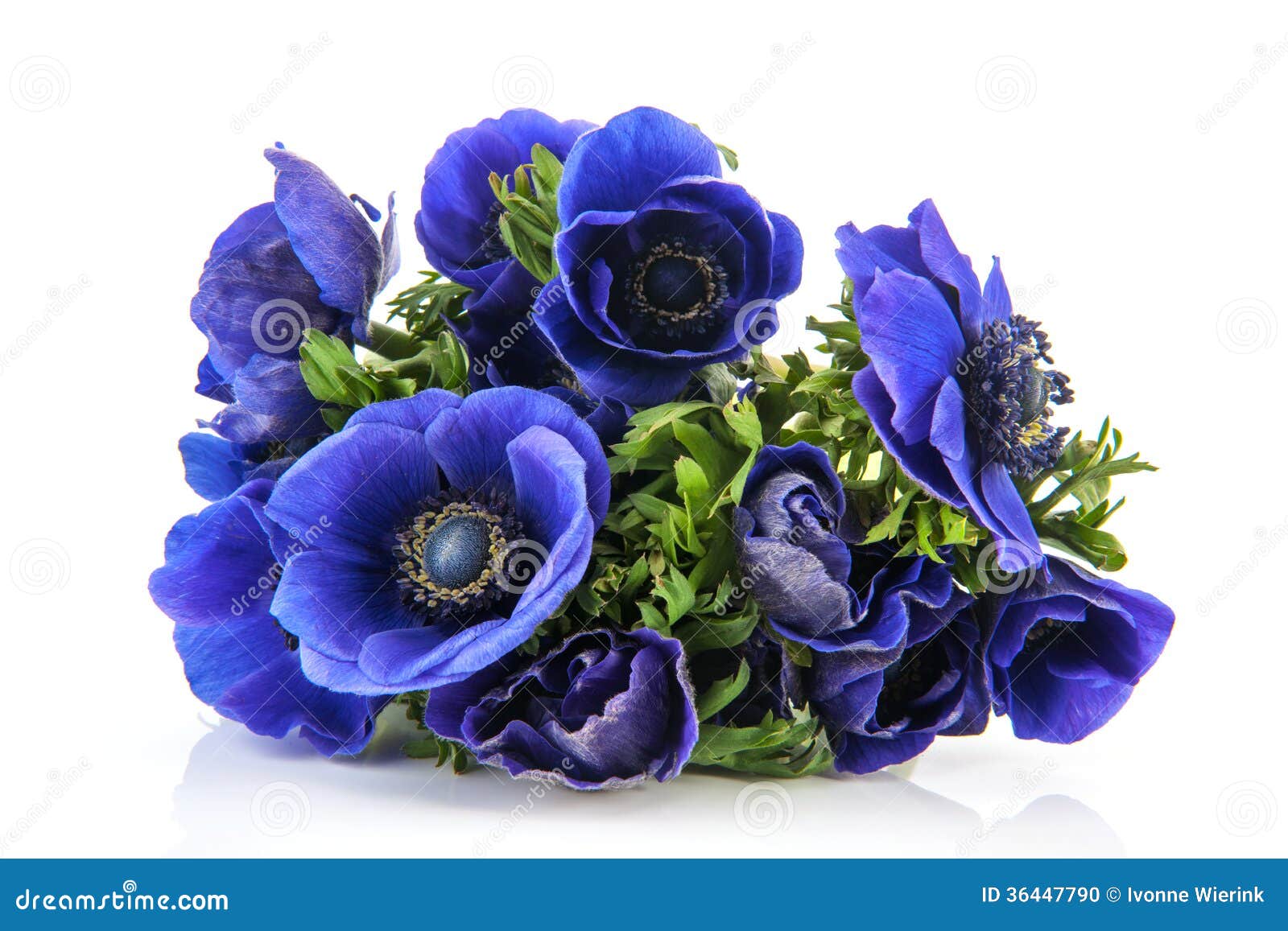 Bouquet blue Anemones stock photo. Image of nature, anemones 36447790