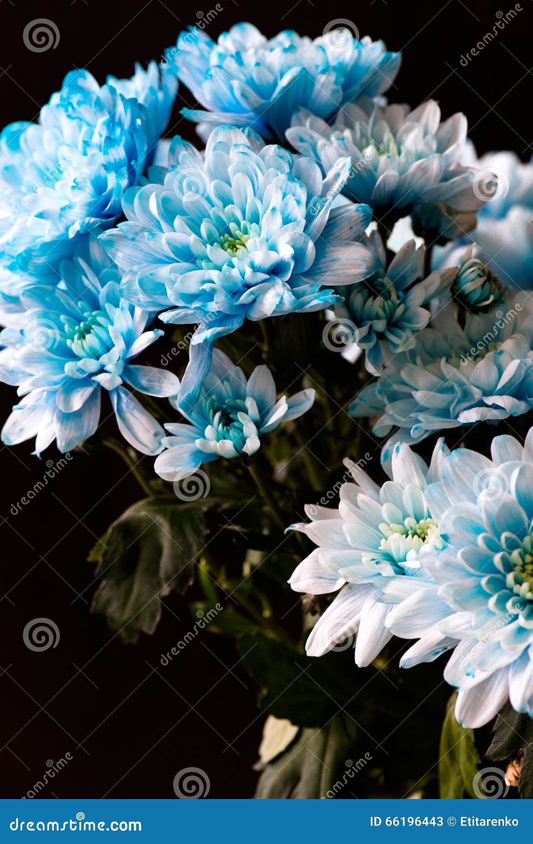 Bouquet of Blue Chrysanthemum Flowers Stock Image Image of detail