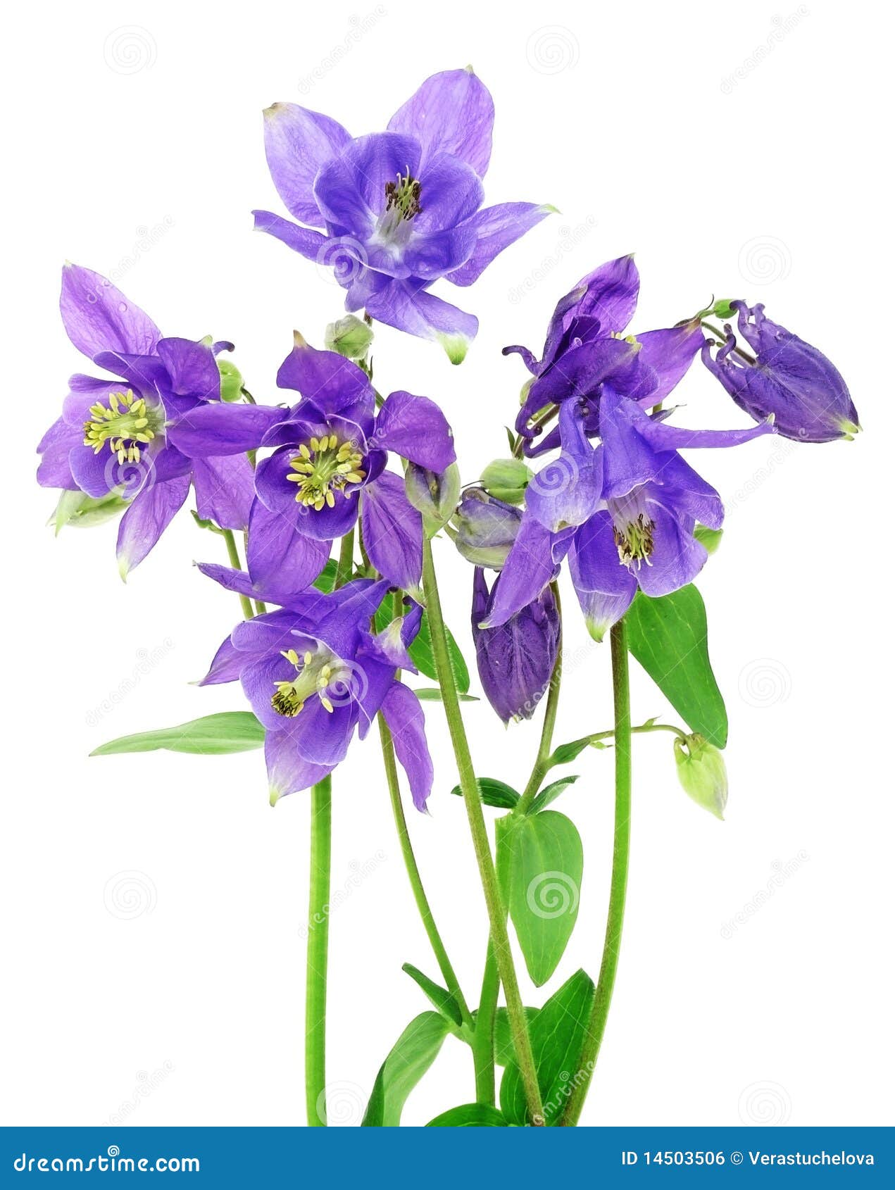 Bouquet of Blue Columbine Flowers Stock Photo Image of isolated