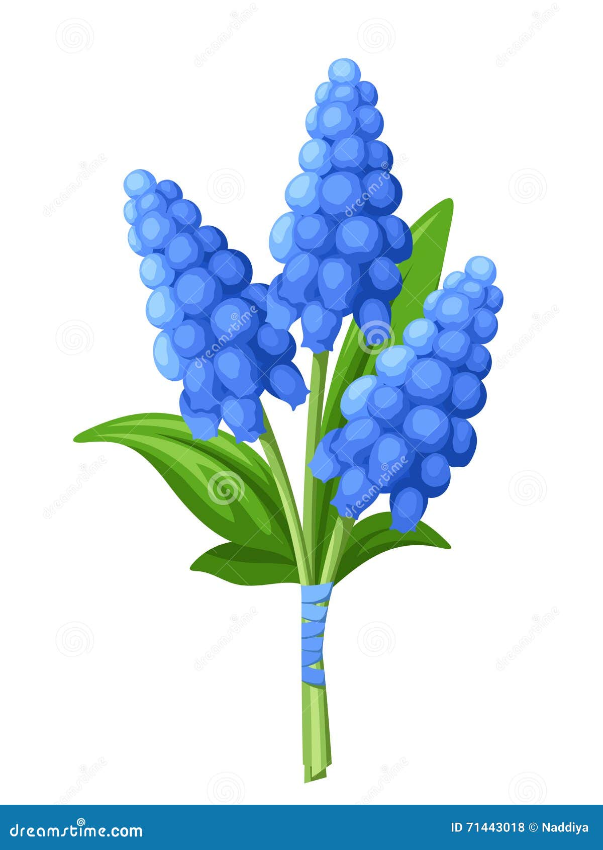 Grape Hyacinth Flower Illustration, Drawing, Engraving, Line Art