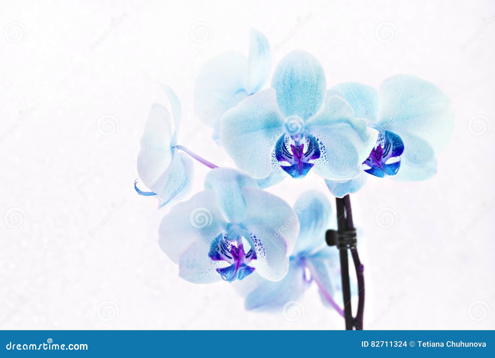 Bouquet of Blue Orchids Phalaenopsis on White Background Stock Photo