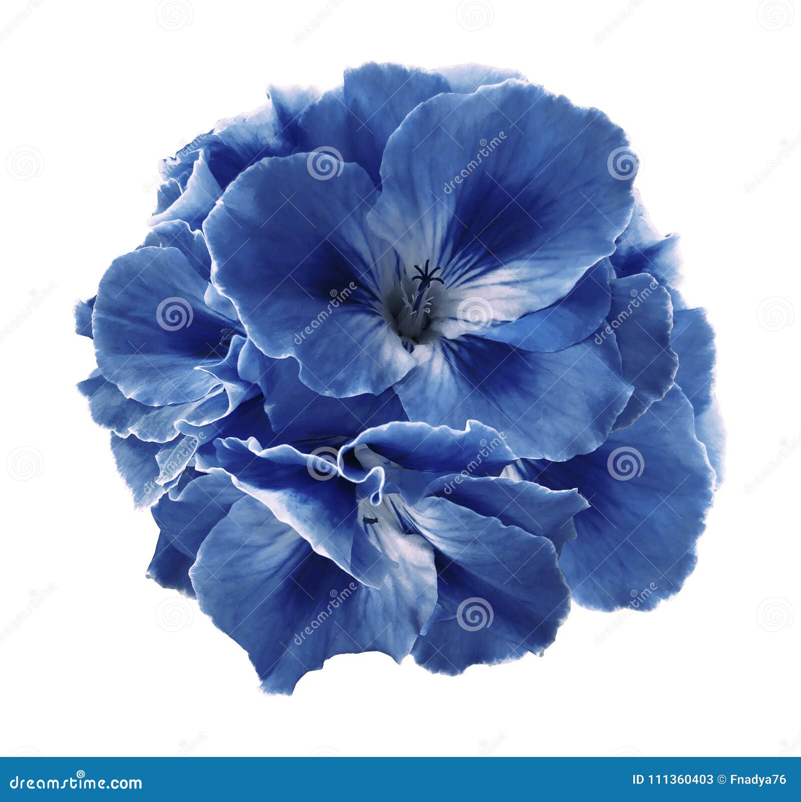 A Bouquet of Blue-white Begonias on a White Isolated Background with  Clipping Path. Close-up without Shadows Stock Image - Image of freshness,  outdoor: 111360403