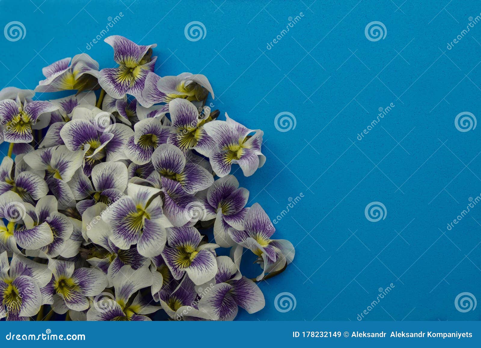 Bouquet of garden violets stock image. Image of congratulation - 178232149