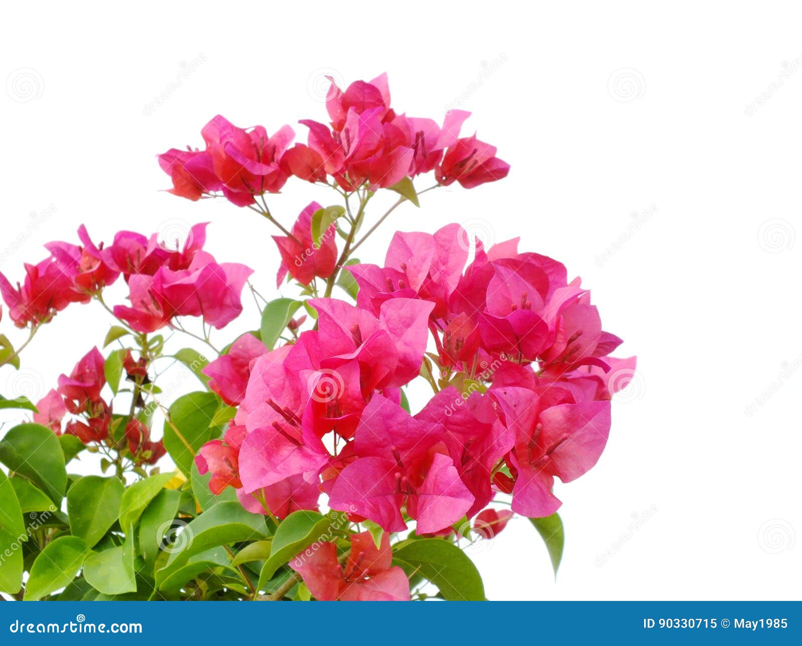 Flower of Bougainvilleas Isolated on White Background Stock Image ...