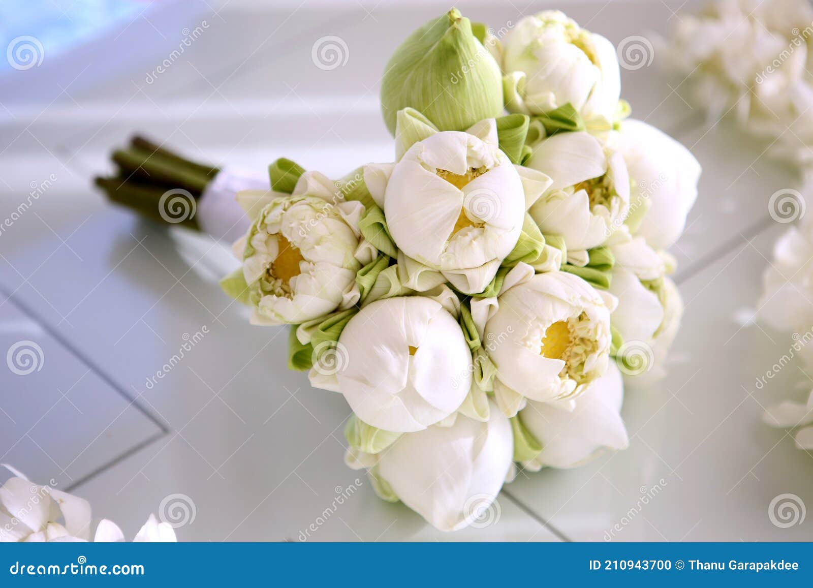 Bouquet branco de lótus. foto de stock. Imagem de flores - 210943700