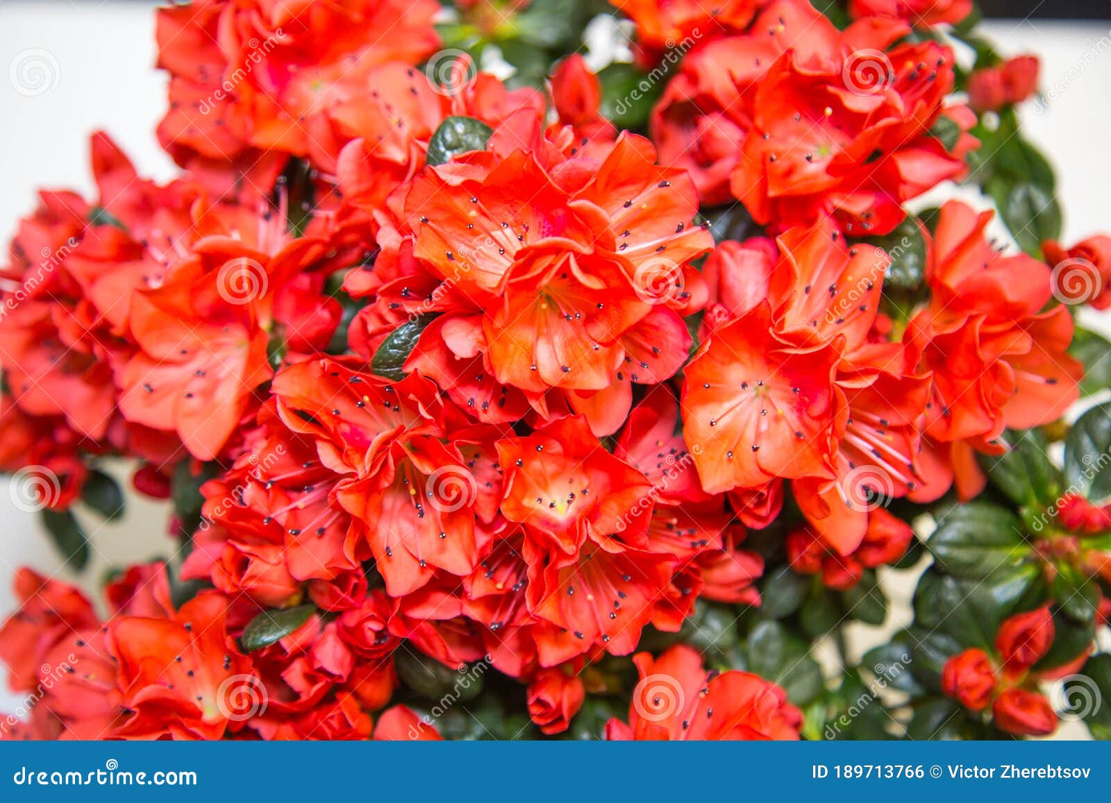 223 Coral Azalea Flower Stock Photos - Free & Royalty-Free Stock Photos  from Dreamstime