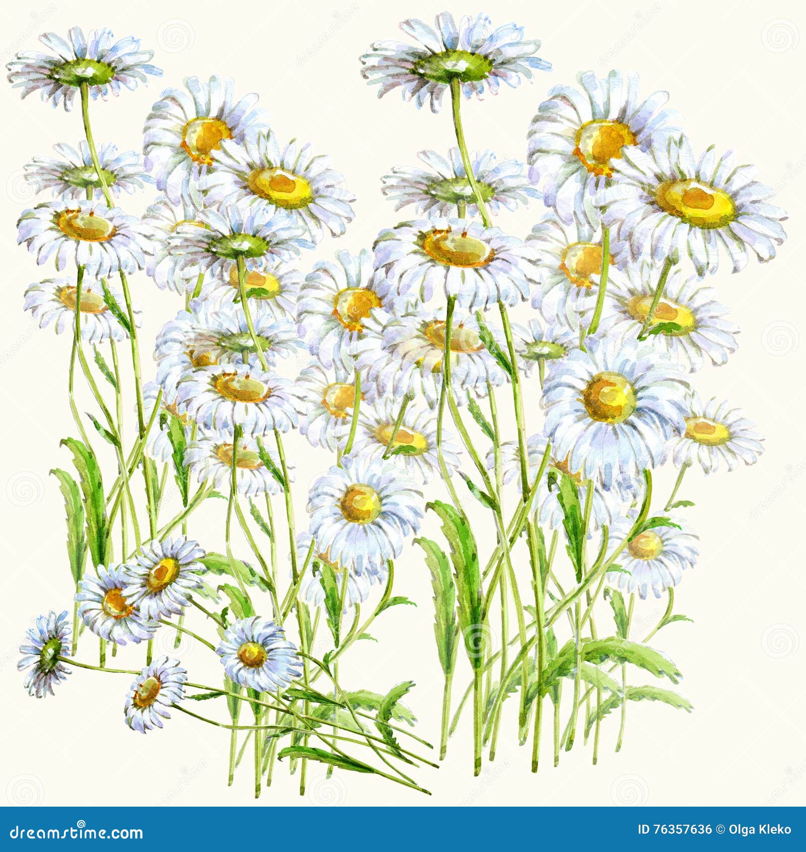 Bouquet Chamomile Watercolor Stock Illustration Illustration Of