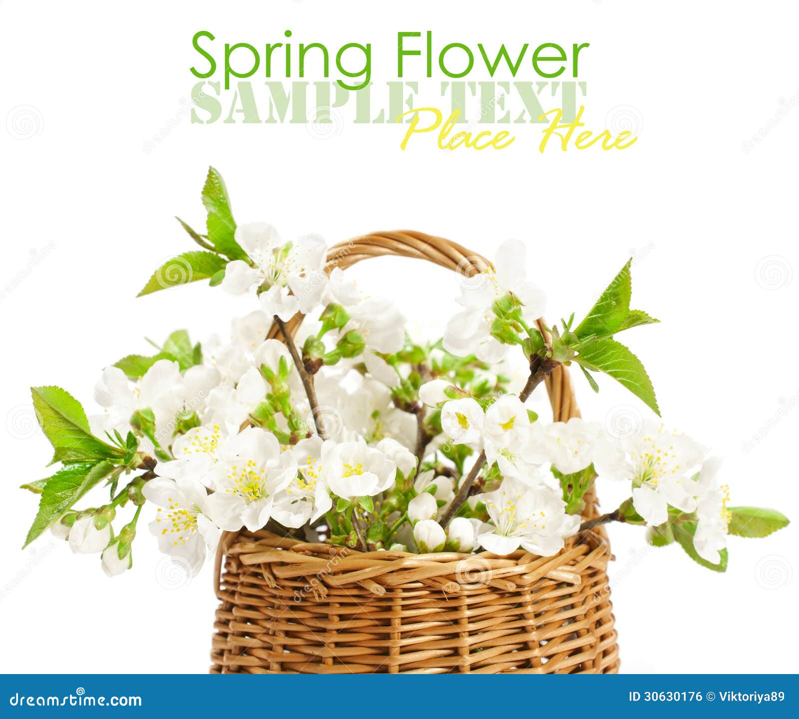 Bouquet of Cherry Blossom in a Basket Stock Photo Image of leaves