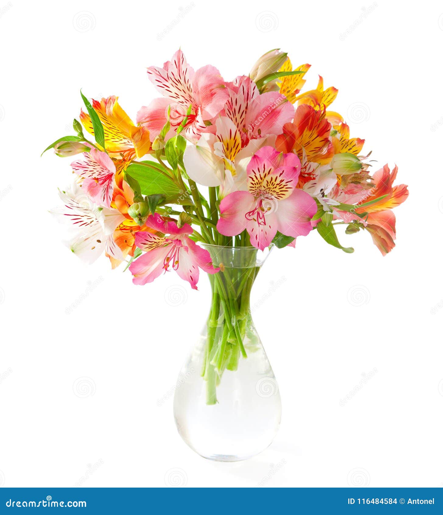 bouquet of colorful alstroemeria flowers in a transparent glass vase  on white background