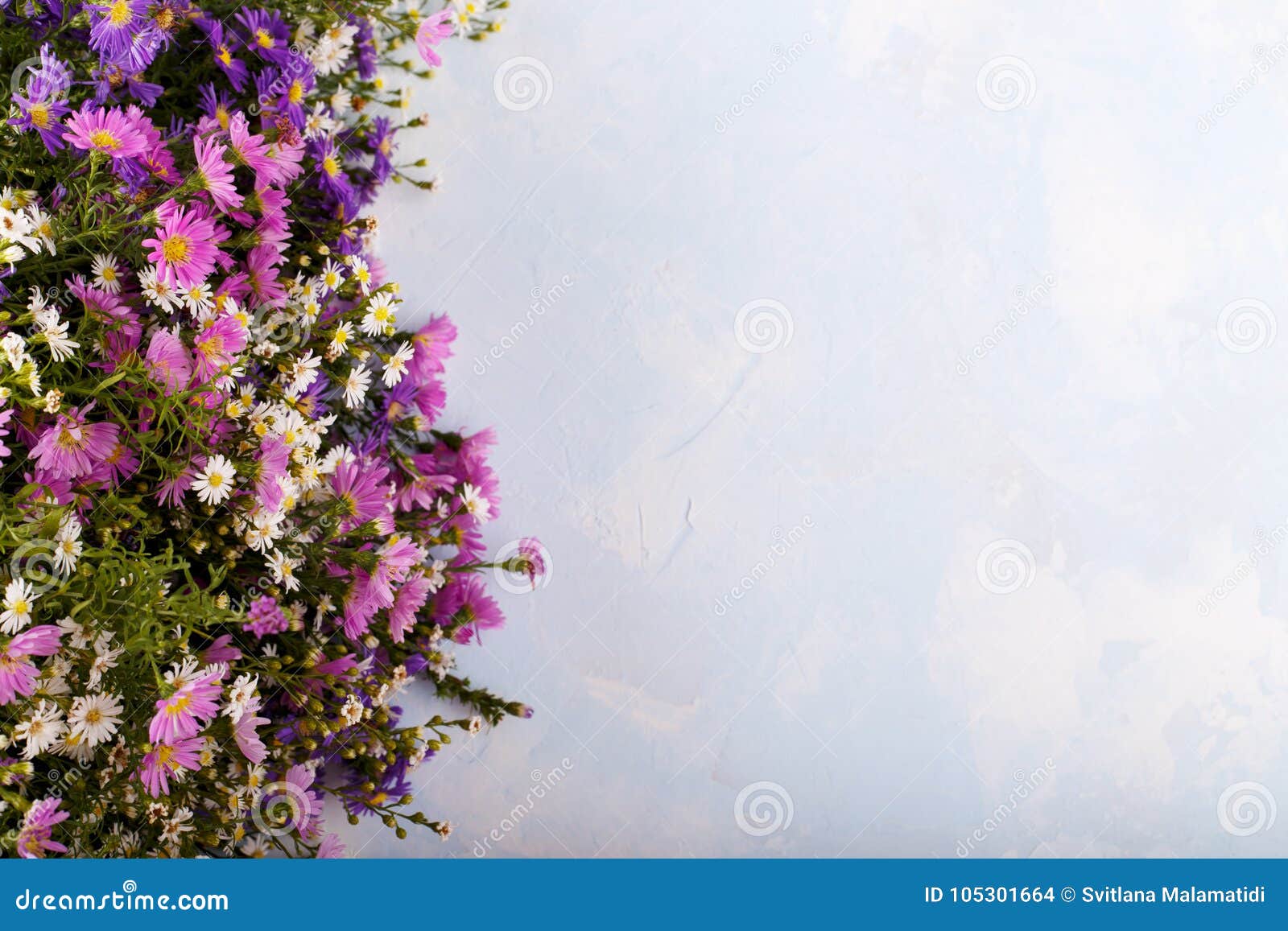 Bouquet of colorful aster stock photo. Image of beauty - 105301664