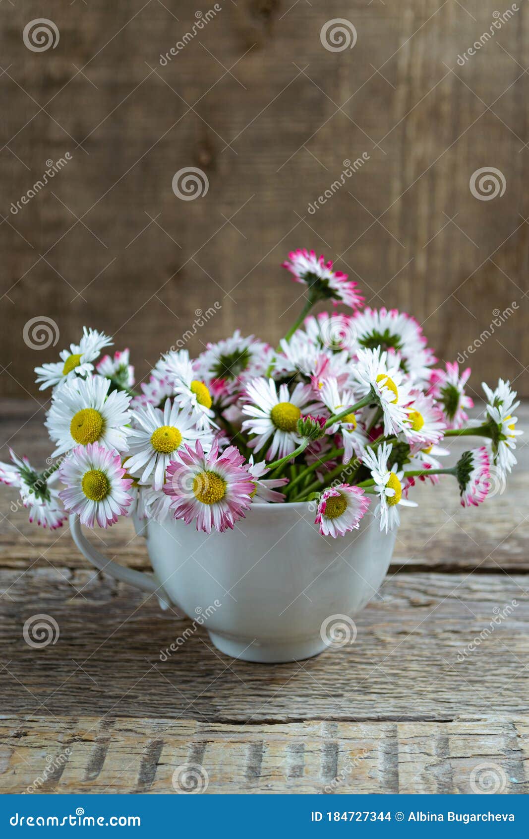bouquet of common daisies bellis perennis in tea cup on a wooden table, rustic style. selective focus