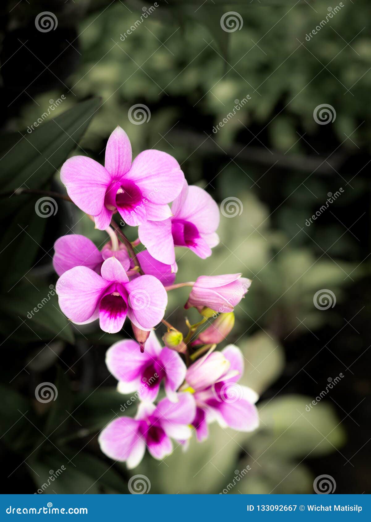 Bouquet D Orchidee Rose Fleurissant Dans Le Sans Couleur Image Stock Image Du Fleurissant Bouquet Bouquet D Orchidee Rose Fleurissant Dans Le Sans Couleur Image Stock Image Du Fleurissant Bouquet