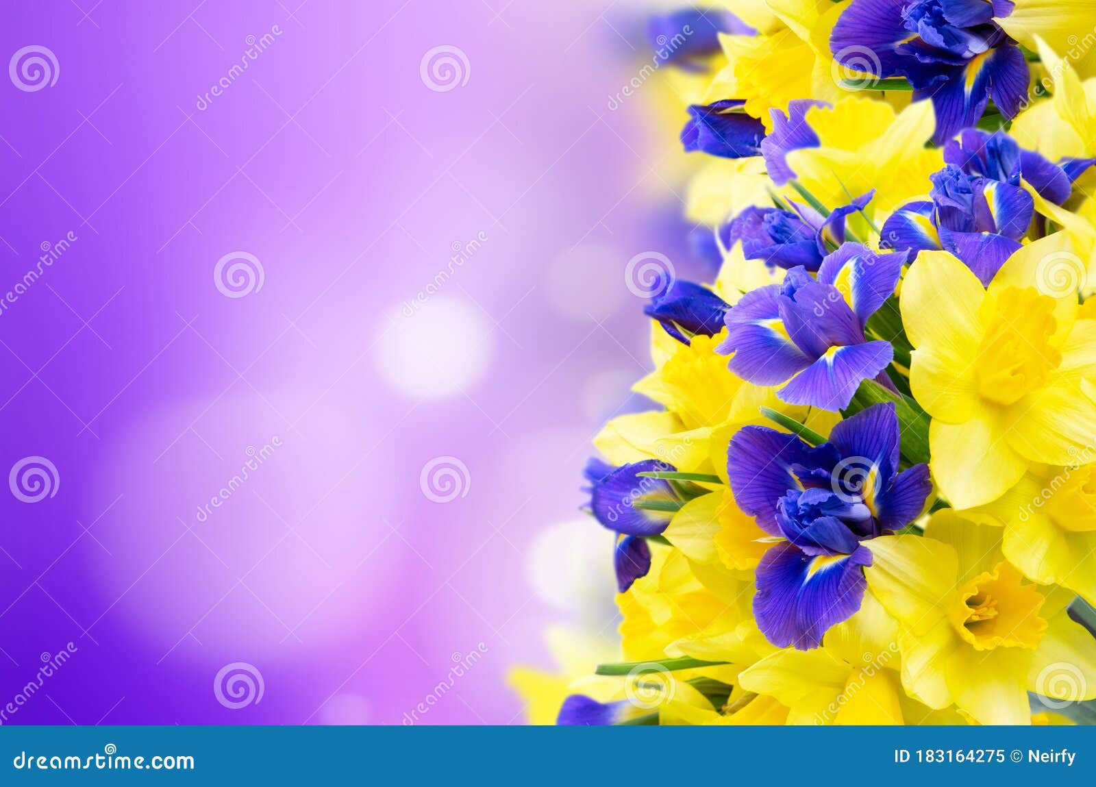 Bouquet of Daffodil and Iris Flowers Stock Image Image of narcissus
