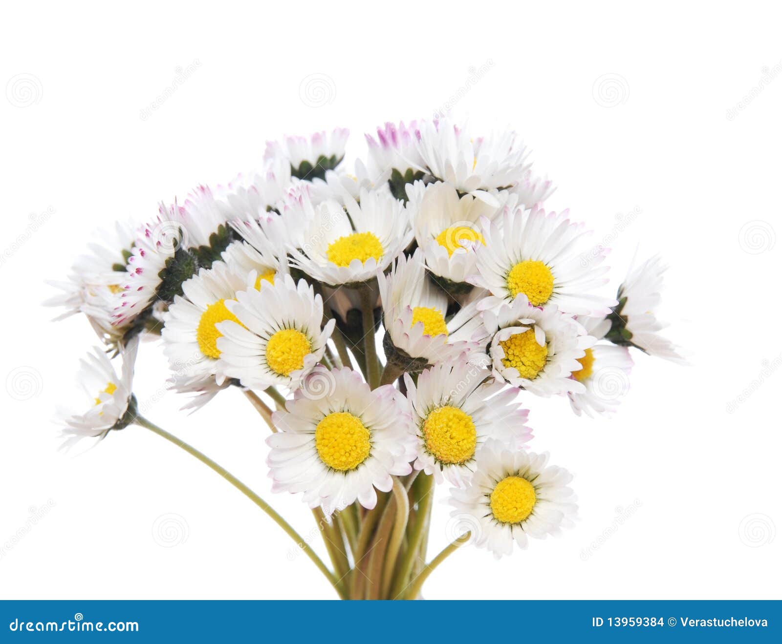 Bouquet of daisies stock photo. Image of blooming, close 13959384
