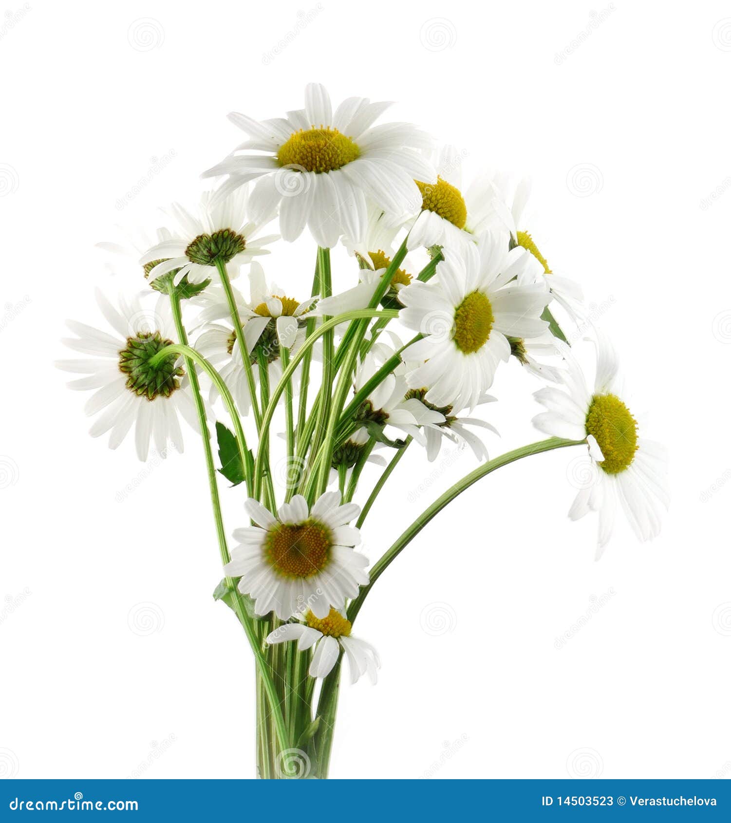 Bouquet of daisies stock image. Image of fragrant, blossom 14503523