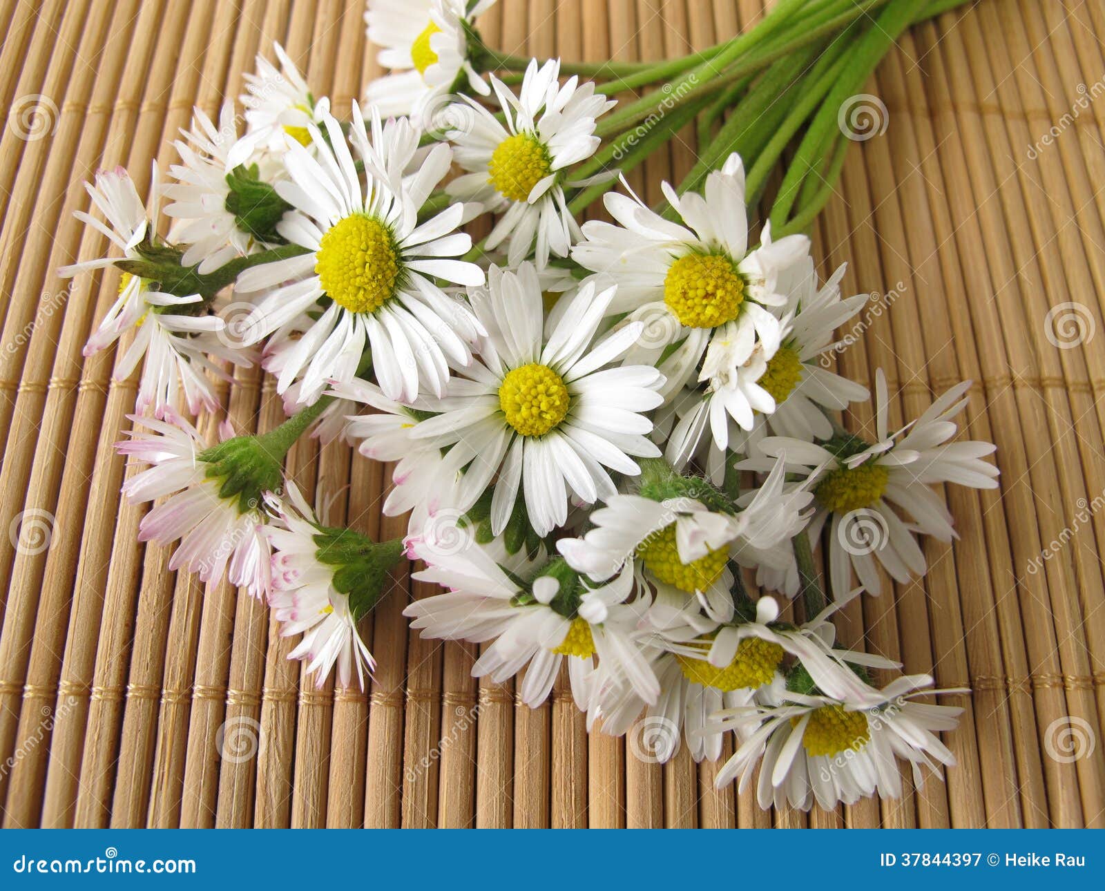 Bouquet of daisies stock image. Image of valentines, flower 37844397