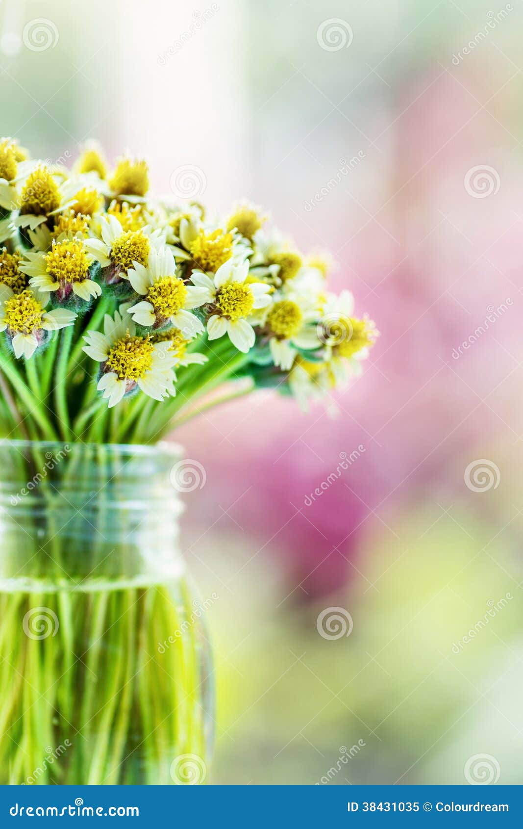 Bouquet of daisies flowers stock image. Image of freshness 38431035