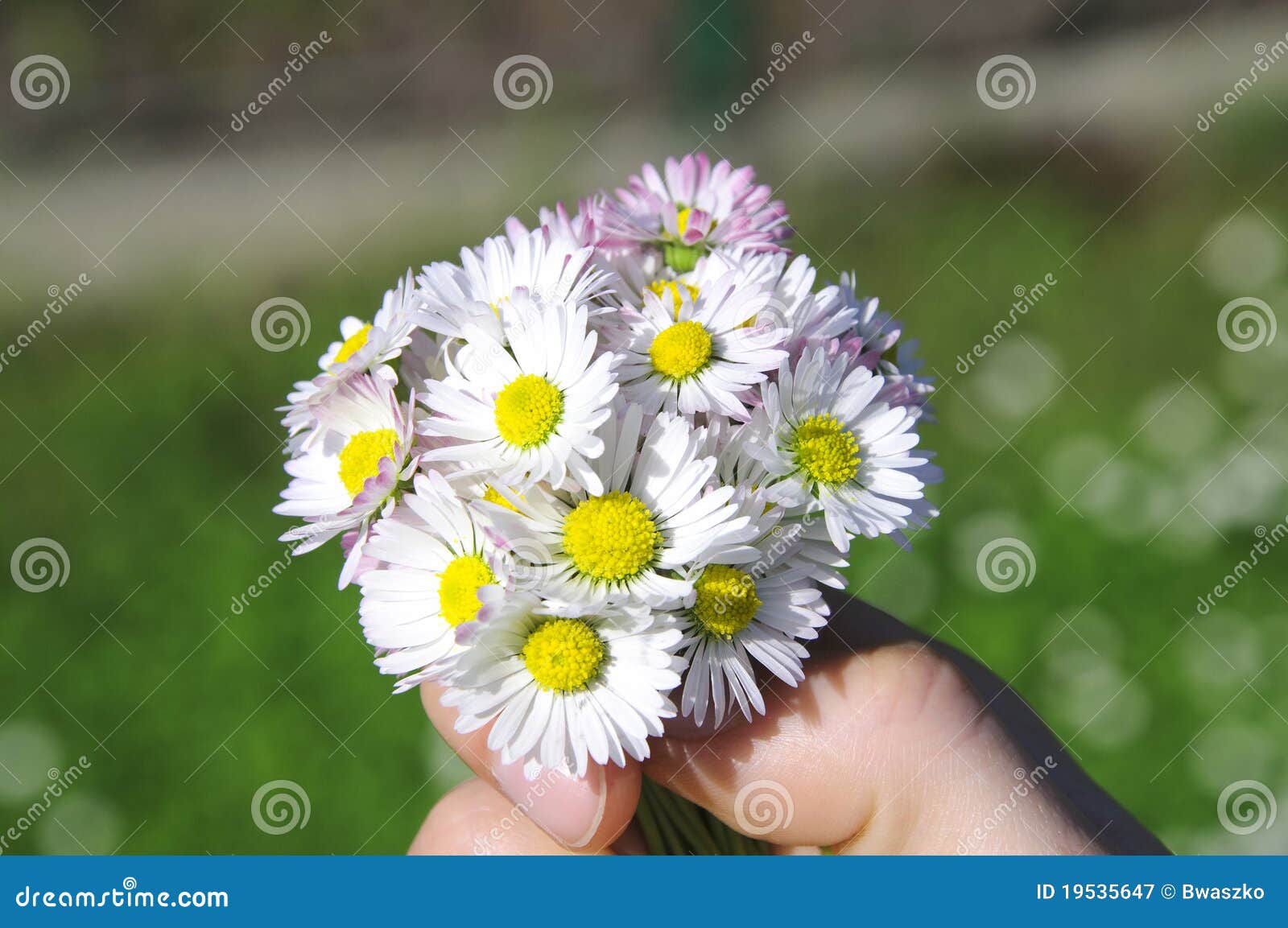 Bouquet of Daisies in the Hand Stock Image Image of beautiful, bunch