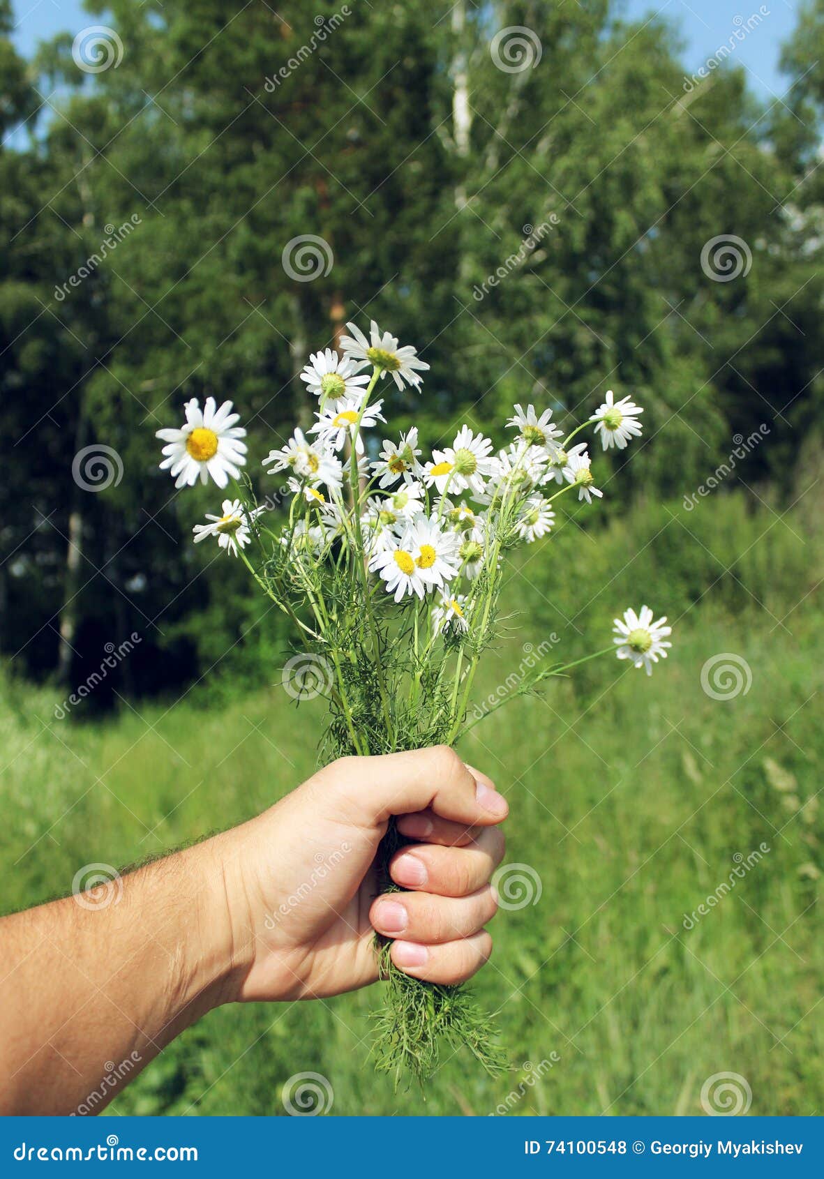 Bouquet of daisies stock photo. Image of healthy, leaf 74100548