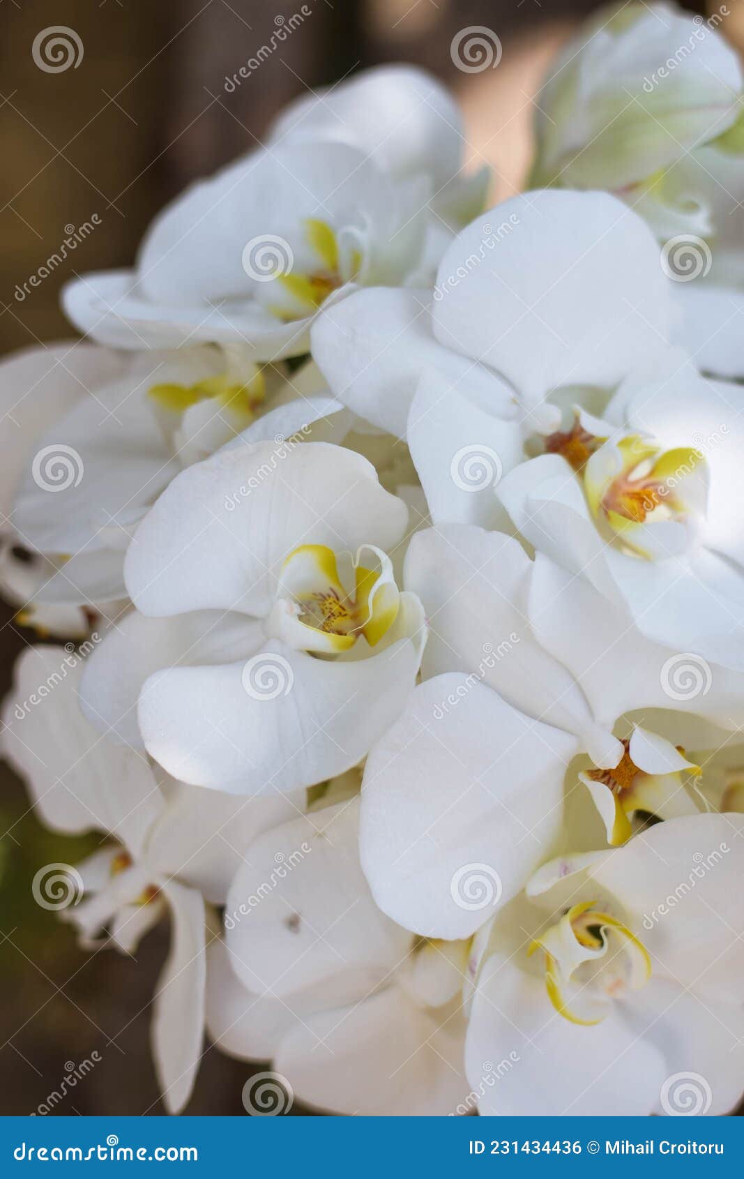 Bouquet De Casamento De Orquídea Branca. Fechar Flores Oquidas Foto de  Stock - Imagem de floral, acoplamento: 231434436