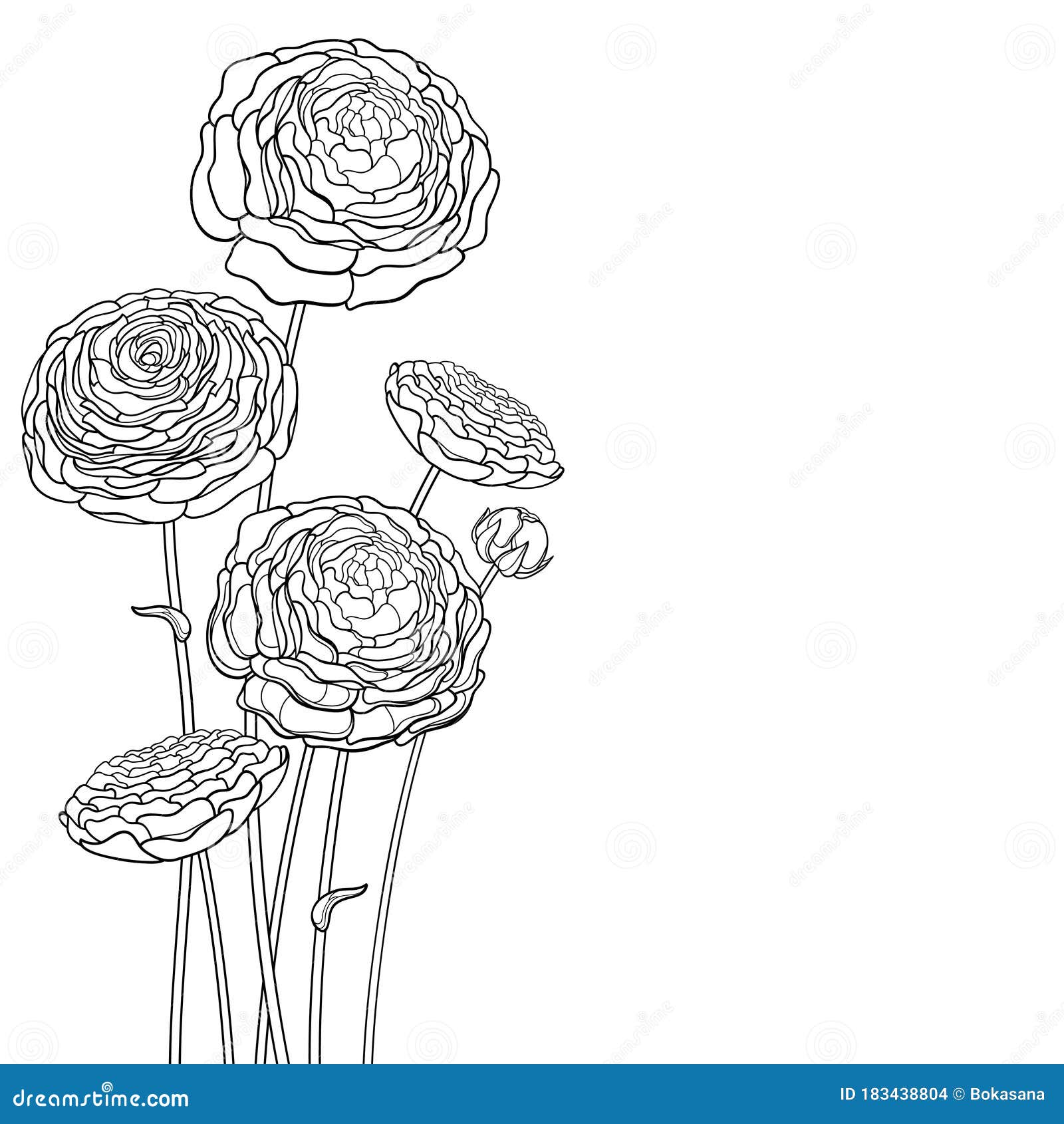 Bouquet De Coin De Vecteur Avec La Fleur De Ranunculus Ou Renoncule  D'ensemble Et L'oeuf Fleuri En Noir Isolée Sur Le Fond Blanc. Illustration  de Vecteur - Illustration du fleur, livre: 183438804