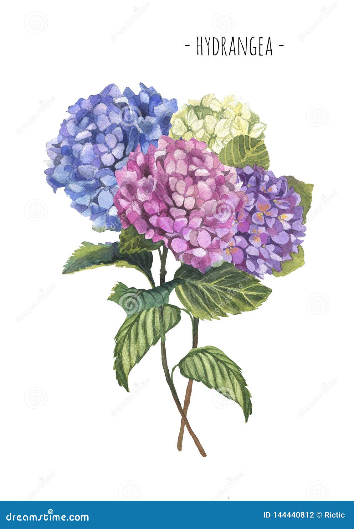 Bouquet De Composition En Hortensia D'aquarelle Photo stock - Image du  carte, illustration: 144440812