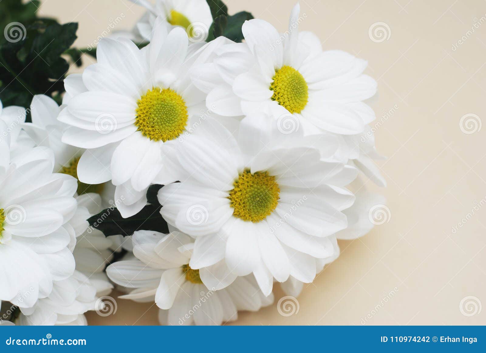 Bouquet De Fleur Blanche De Camomille De Chrysanthème Au-dessus De Fond  Beige Neutre Avec L'espace De Copie Photo stock - Image du saisonnier,  accroissement: 110974242