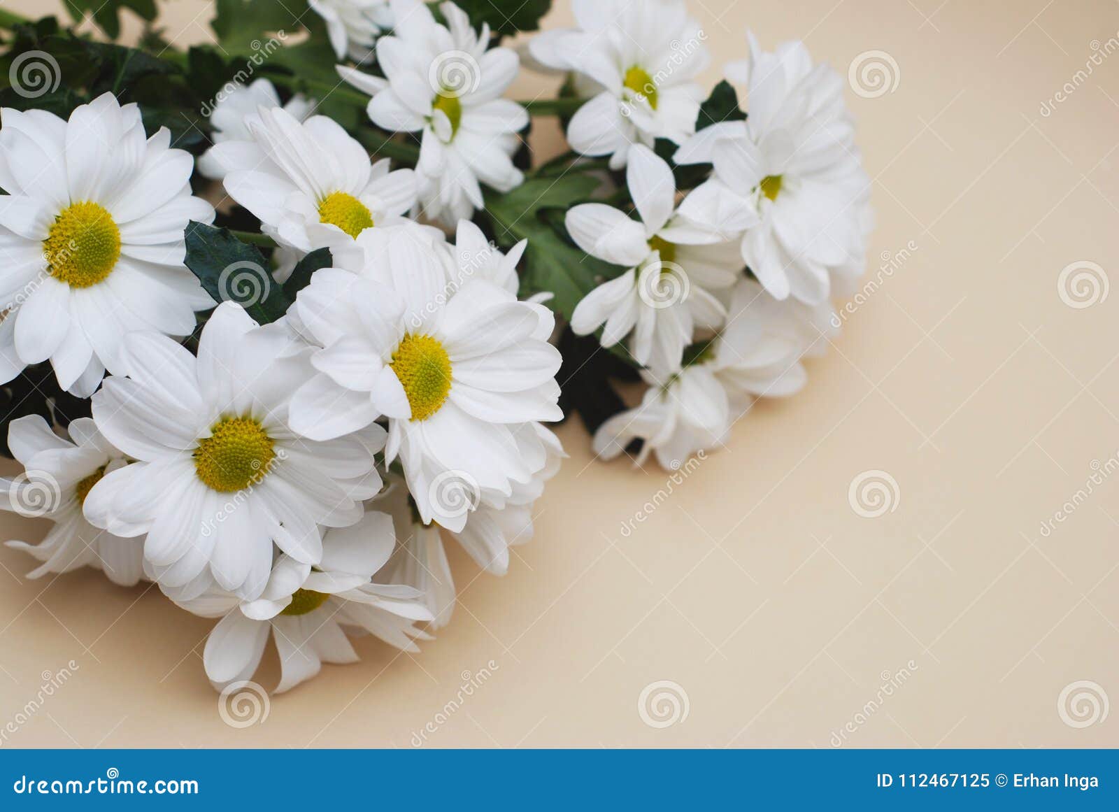 Bouquet De Fleur Blanche De Camomille De Chrysanthème Au-dessus De Fond  Beige Neutre Avec L'espace De Copie Image stock - Image du copie, pétale:  112467125