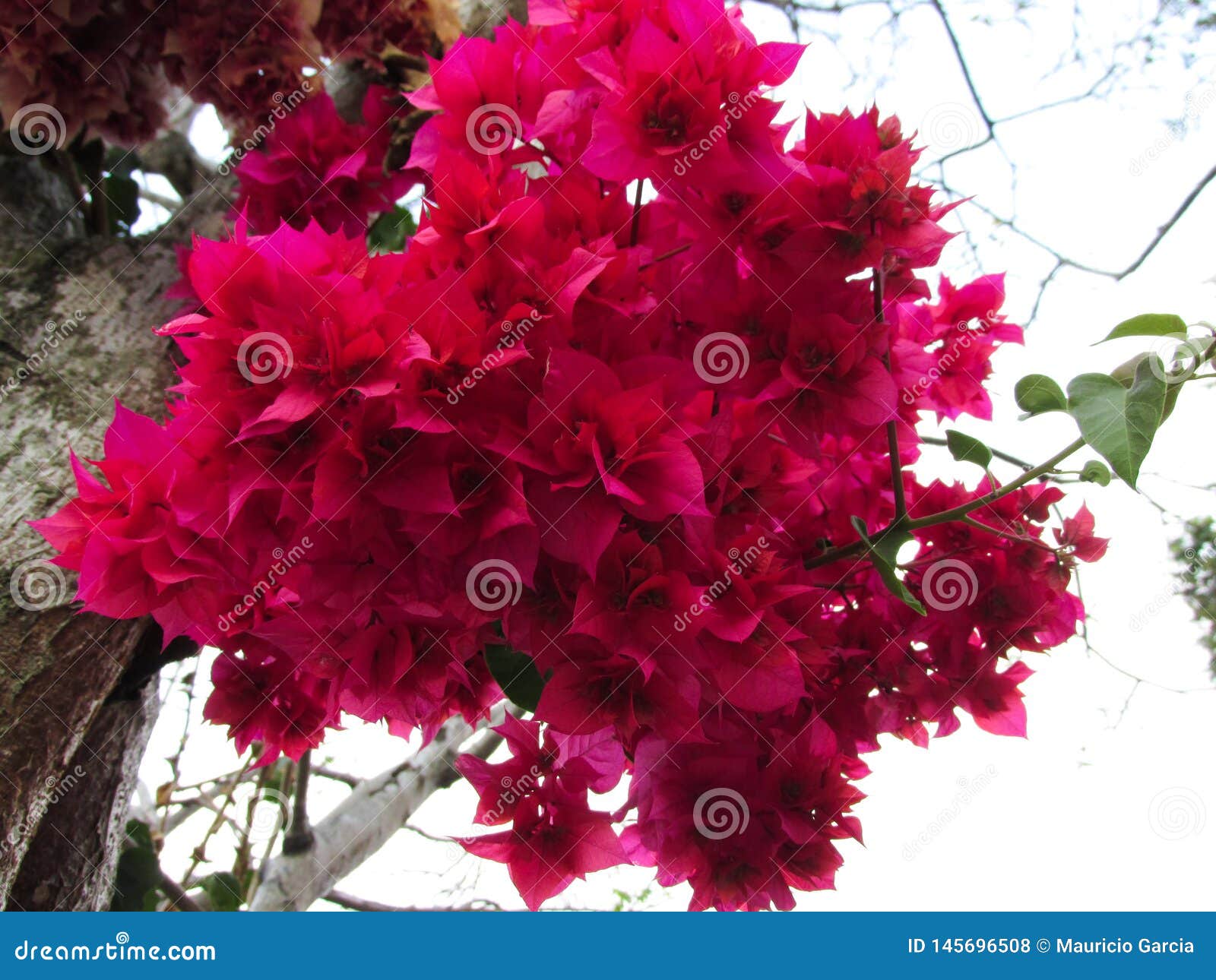 bouquet de flores rojizas en un arbol