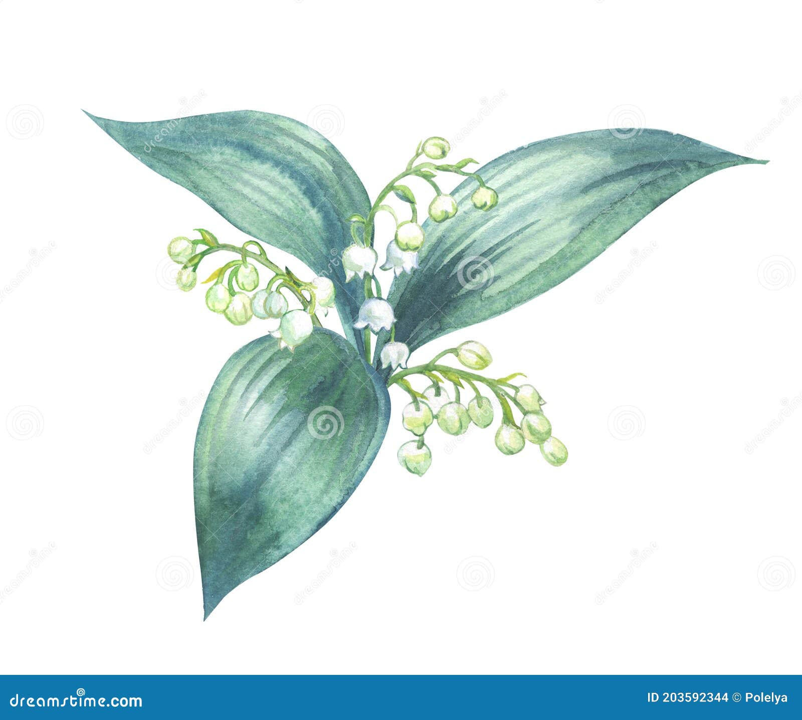 Bouquet De La Aquarelle Du Muguet Photo stock - Image du normal, peinture:  203592344