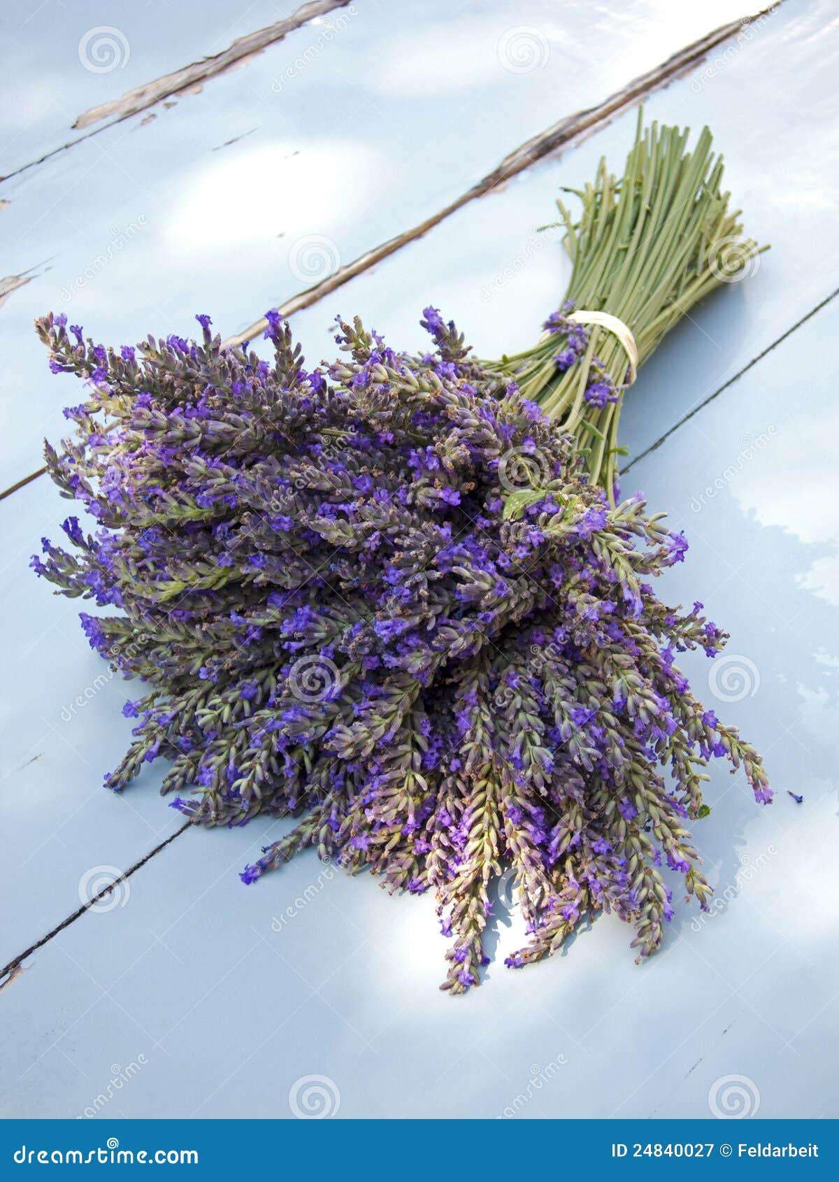 Bouquet de lavande. Groupe de fleurs parfumées de lavande