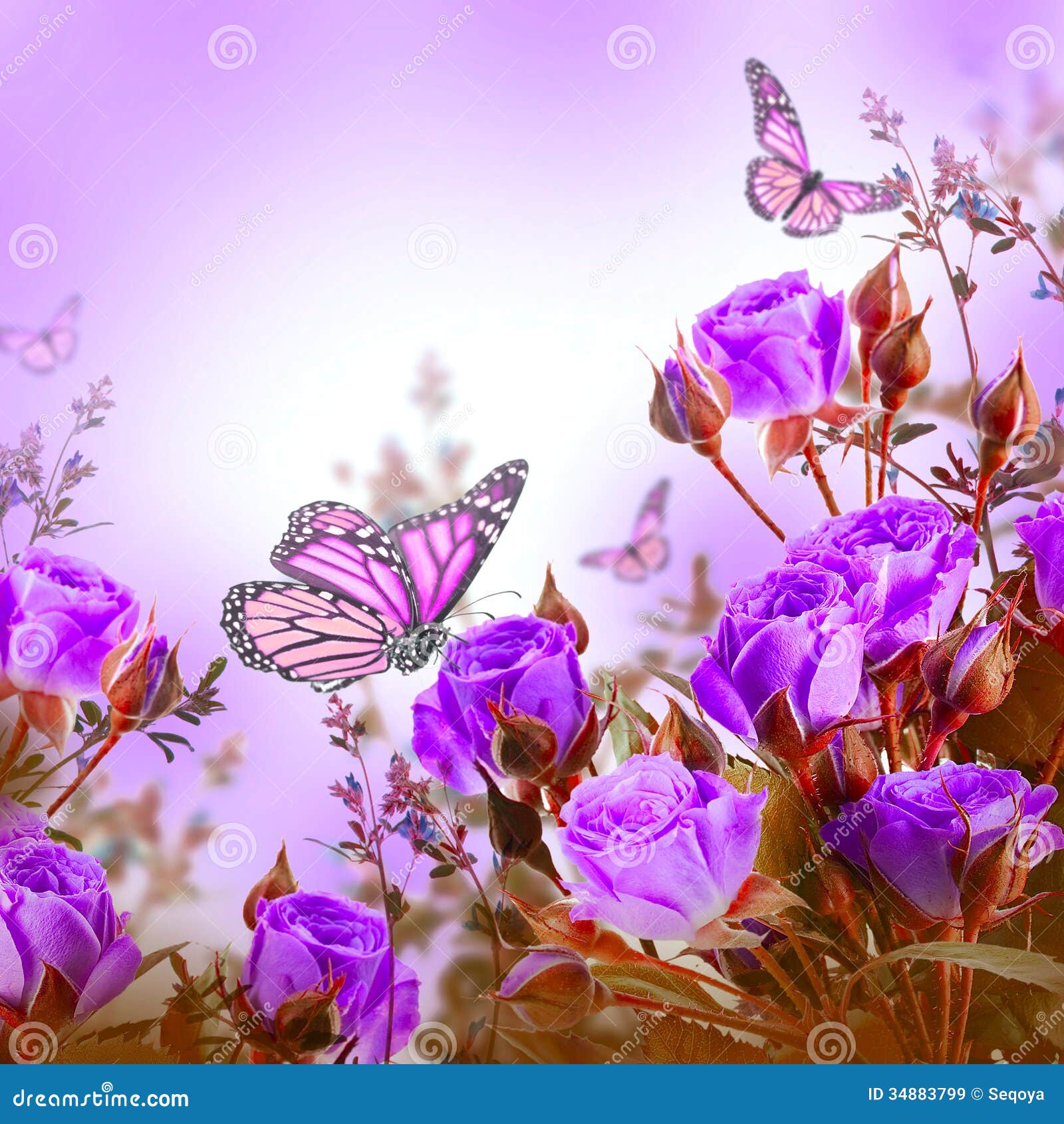 Bouquet of Delicate Roses and Butterfly, Floral Stock Image Image of