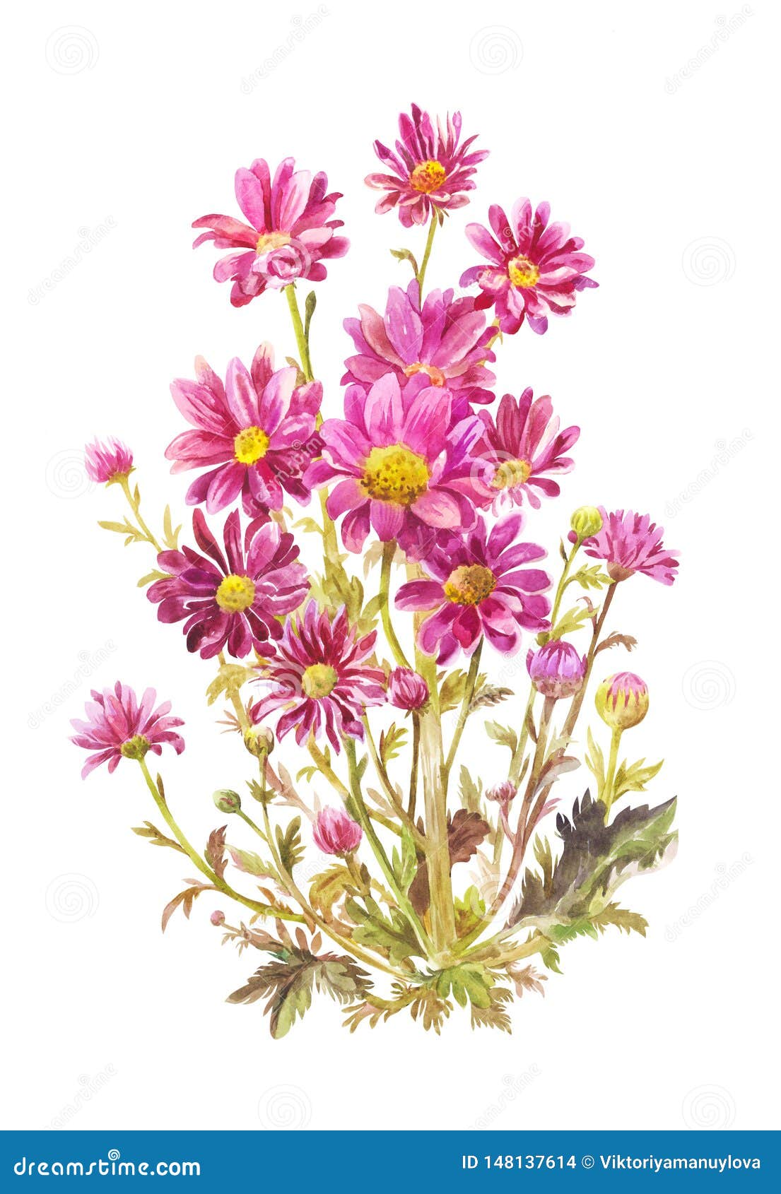 Bouquet De Fleurs Dessin Realiste Bouquet Des Asters Pourpres Dans L'aquarelle Illustration Botanique, Dessin Réaliste Illustration Stock - Illustration du postcard, aquarelle: 148137614