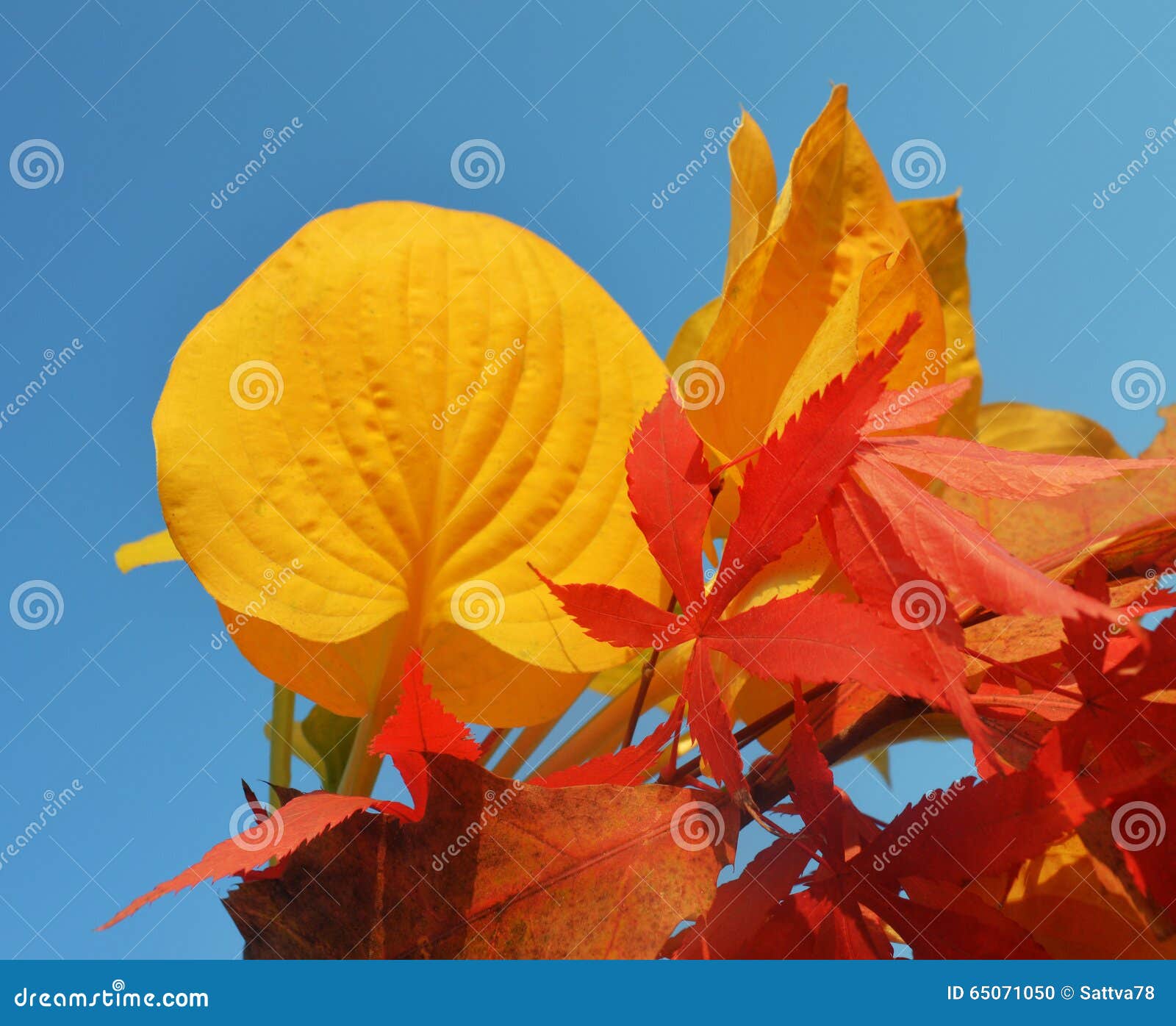Bouquet des feuilles de milticolor
