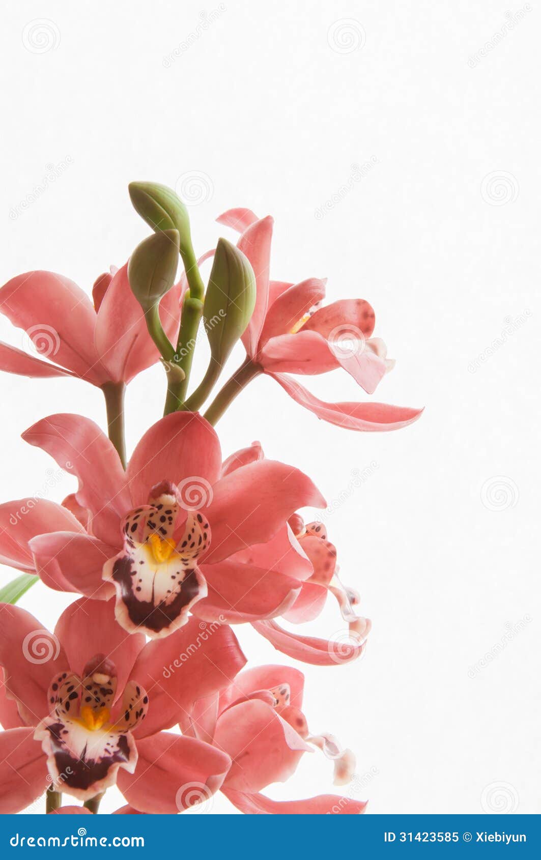 Bouquet Des Orchidees Roses De Cymbidium Image Stock Image Du Roses Bouquet Bouquet Des Orchidees Roses De Cymbidium Image Stock Image Du Roses Bouquet