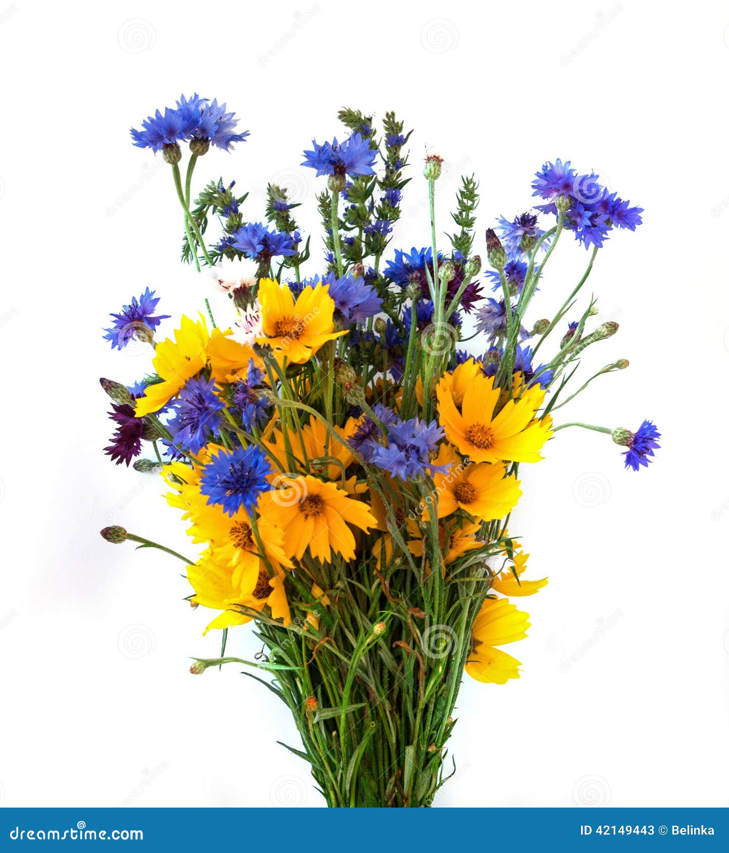 Bouquet Des Oreilles Et Des Fleurs De Champ D'isolement Sur Le Fond Blanc  Image stock - Image du bleu, centrale: 42149443