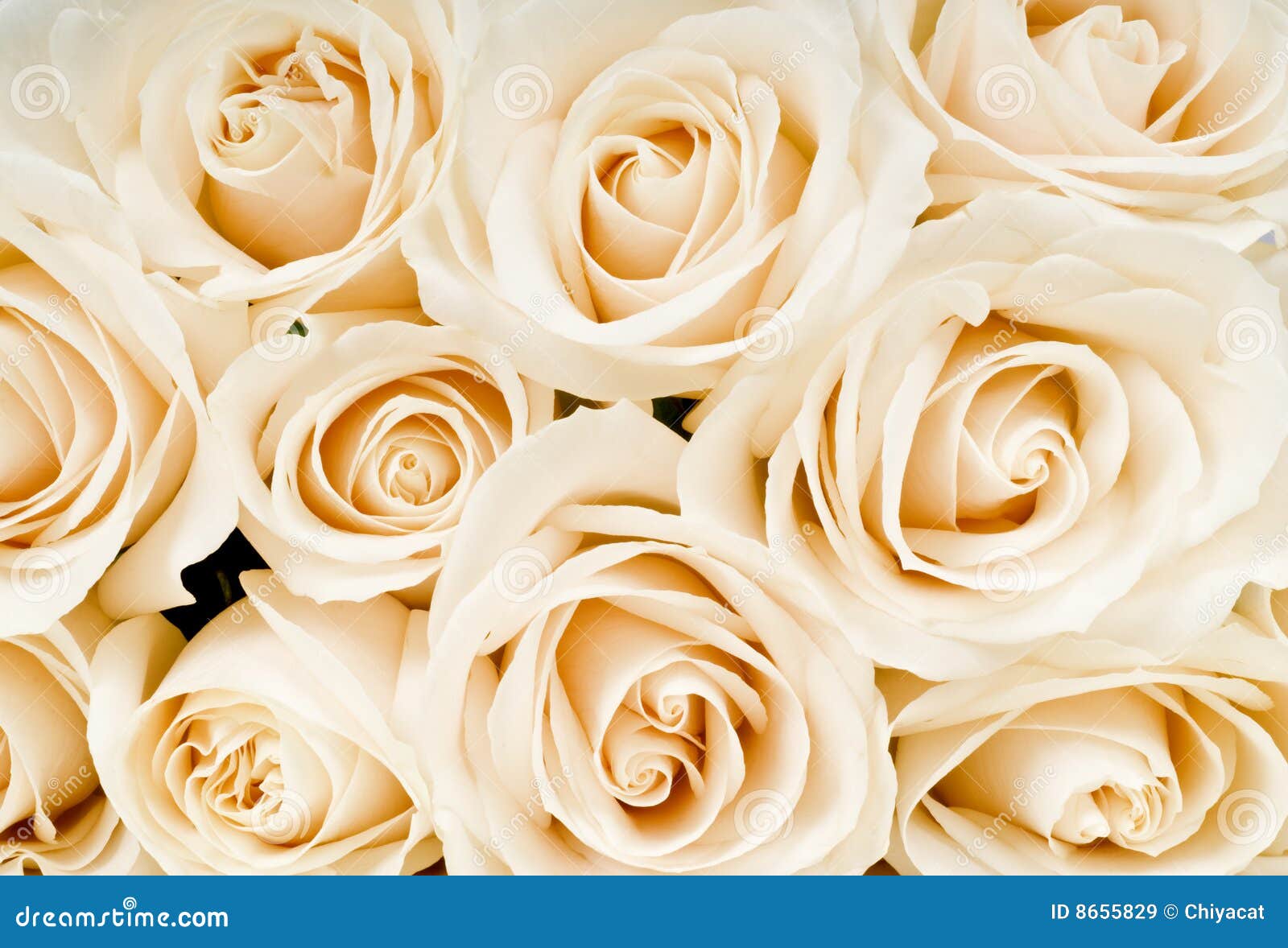 Bouquet des roses blanches image stock. Image du doux - 8655829