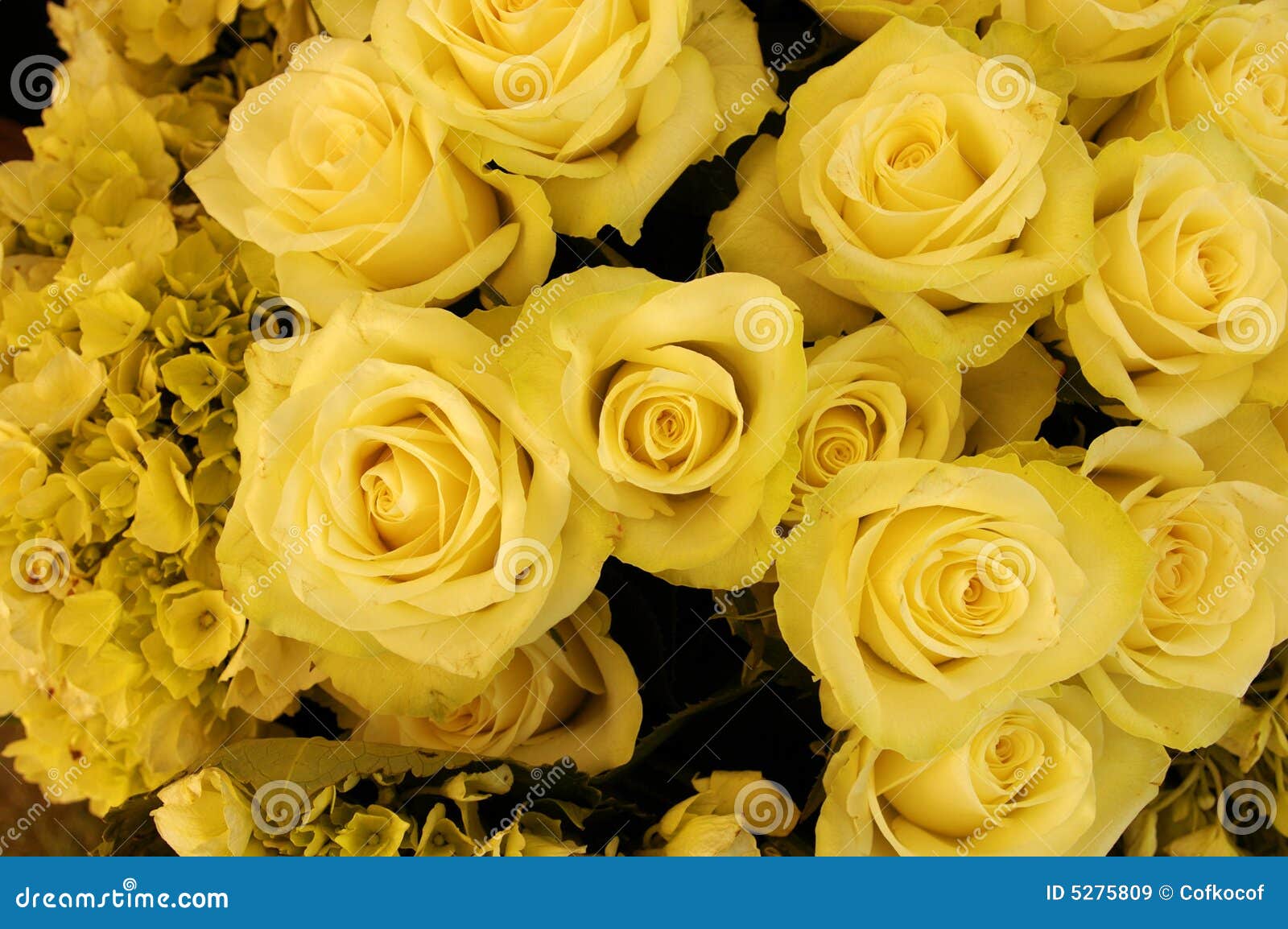 Bouquet des roses jaunes image stock. Image du fleur, bouquet - 5275809