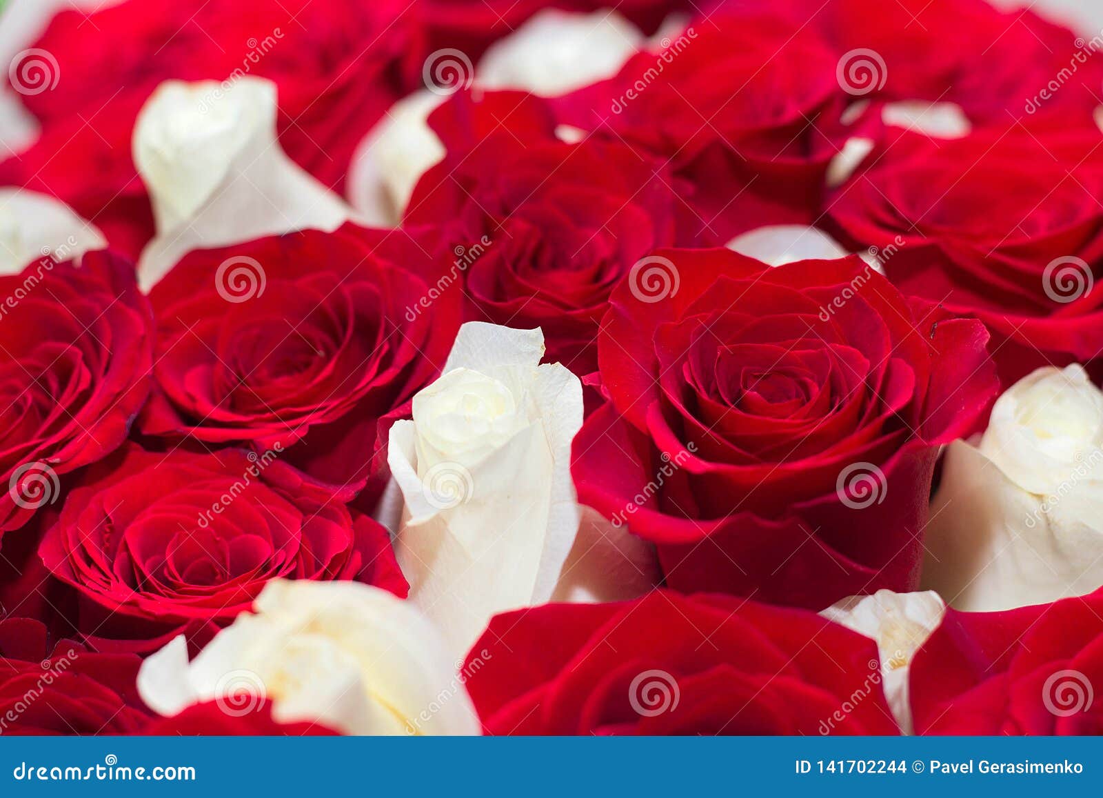 Bouquet Des Roses Rouges Et Blanches Photo stock - Image du mélangé,  fermer: 141702244