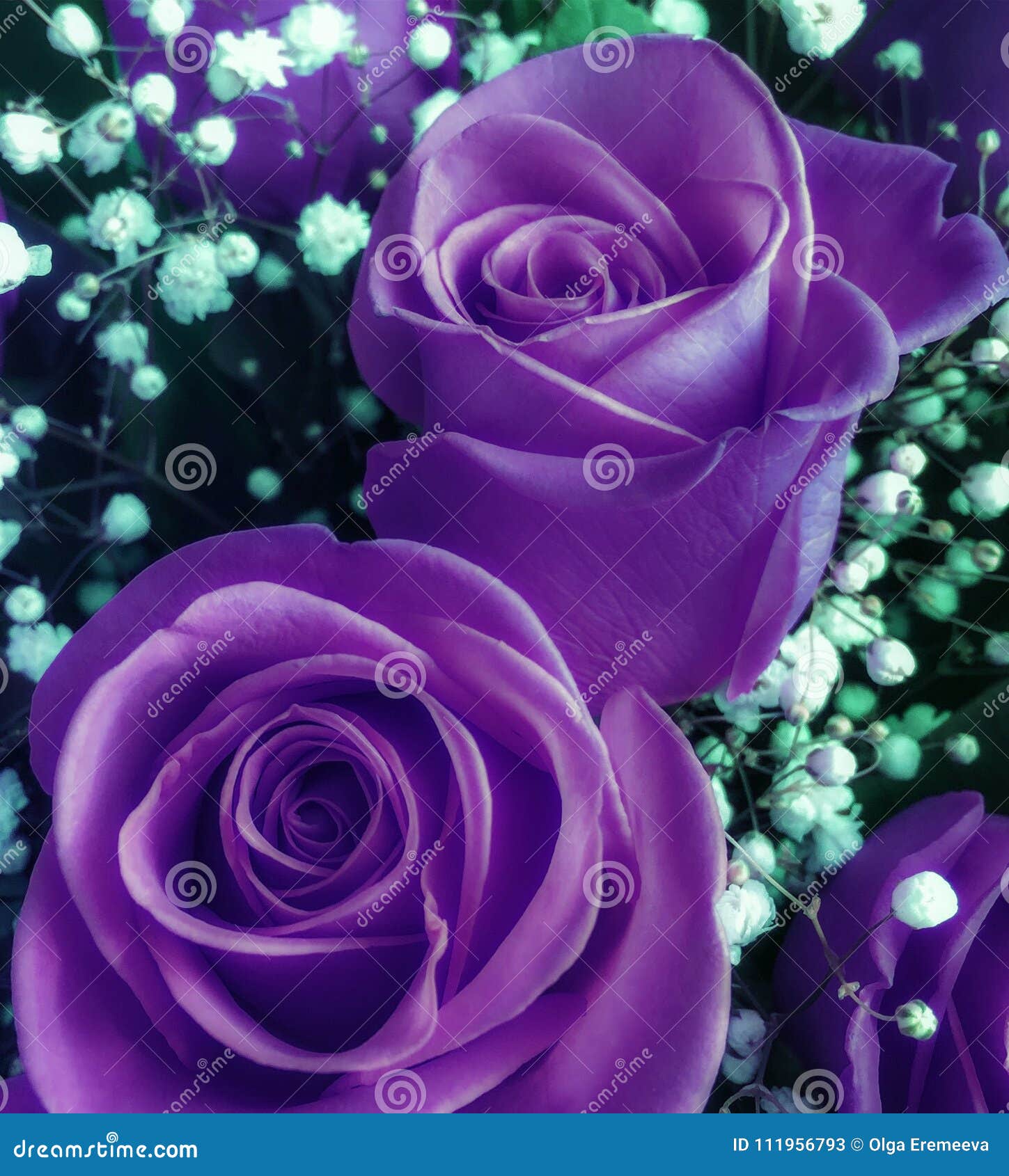 Bouquet Des Roses Ultra-violettes Fraîches Avec De Petites Fleurs Légères  Image stock - Image du lumineux, mariage: 111956793