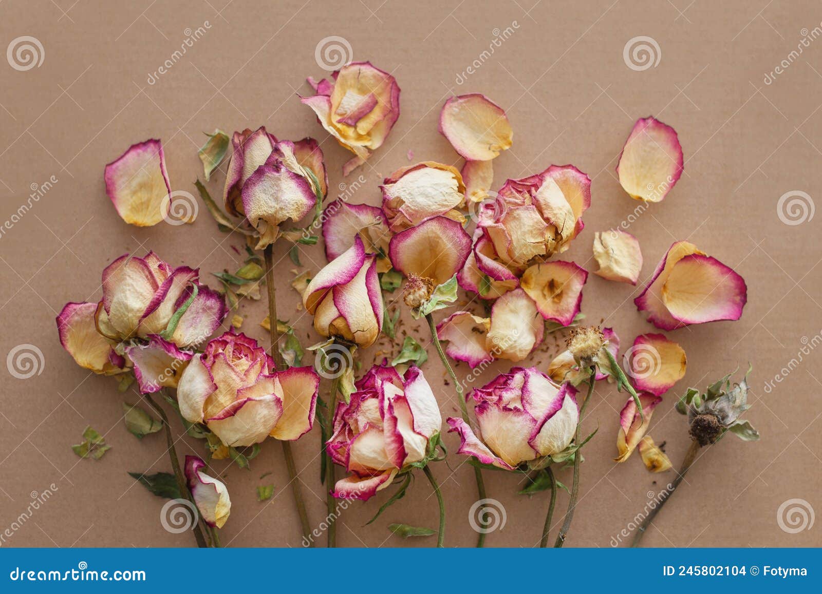 Bouquet of dry roses stock photo. Image of hope, flower 245802104