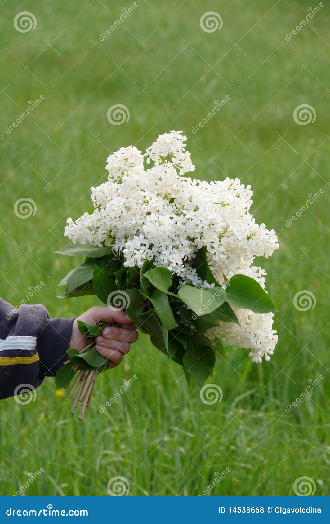 Bouquet du lilas blanc photo stock. Image du lames, herbe - 14538668