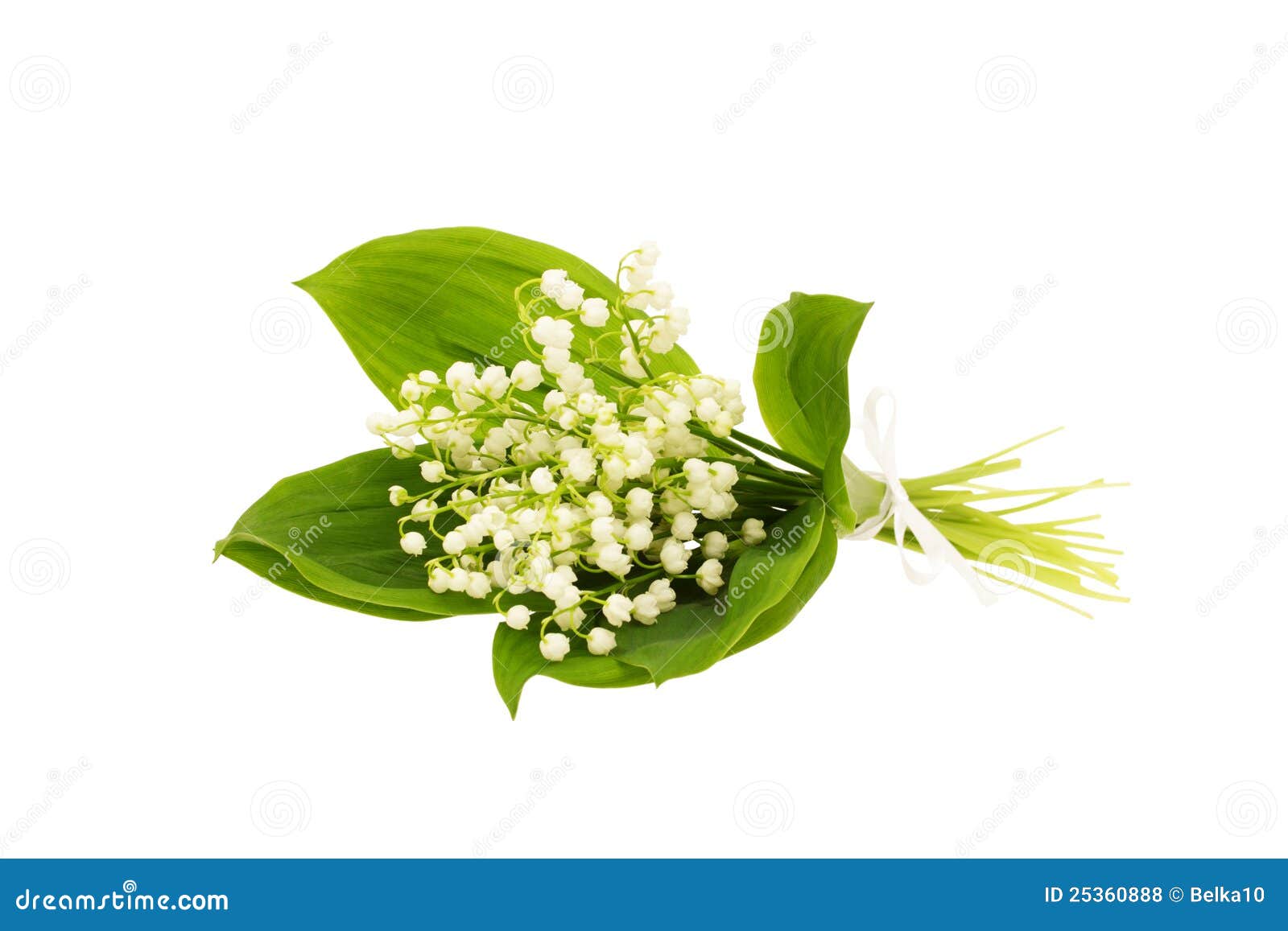 Bouquet du muguet photo stock. Image du centrale, fleur - 25360888